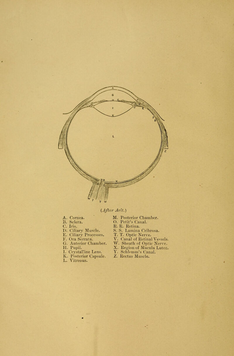 (After Arlt.) A. Cornea. B. Sclera. C. Iris. D. Ciliary Muscle. E. Ciliary Processes. F. Ora Serrata. G. Anterior Chamber. H. Pupii. I. Crystalline Lens. K. Posterior Capsule. L. Vitreous. M. Posterior Chamber. O. Petit's Canal. R. R. Retina. S. S. Lamina Cribrosa. T. T. Optic Nerve. V. Canal of Retinal Vessels. W. Sheath of Optic Nerve. X. Region of Macula Lutea. Y. Schlemm's Canal. Z. Rectus Muscle.