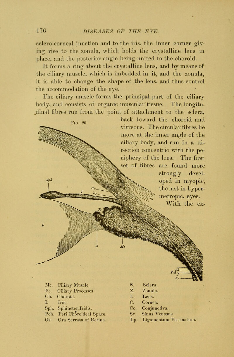 sclera-corneal junction and to the iris, the inner corner giv- ing rise to the zonula, which holds the crystalline lens in place, and the posterior angle being united to the choroid. It forms a ting about the crystalline lens, and by means of the ciliary muscle, which is imbedded in it, and the zonula, it is able to change the shape of the lens, and thus control the accommodation of the eye. The ciliary muscle forms the principal part of the ciliary body, and consists of organic muscular tissue. The longitu- dinal fibres run from the point of attachment to the sclera, back toward the choroid and s. The circular fibres lie t the inner angle of the body, and run in a di- ection concentric with the pe- iphery of the lens. The first es are found more strongly devel- oped in myopic, the last in hyper- metropic, eyes. With the ex- Fig. 20. Mc. Ciliary Muscle. S. Sclera. Pc. Ciliary Processes. Z. Zonula. Ch. Choroid. L. Lens. I. Iris. C. Cornea. Sph. Sphincter Iridis. Co. Conjunctiva. Pch. Peri Choroideal Space. Sv. Sinus Veuosus. Os. Ora Serrata of Retina. LP. Ligamentura Pectinatum