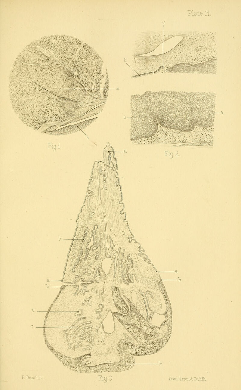 Plate 11. Fig.l. Ein2 I % R.Bozall.del. Piq.3 Damelsson& Co.lffh.