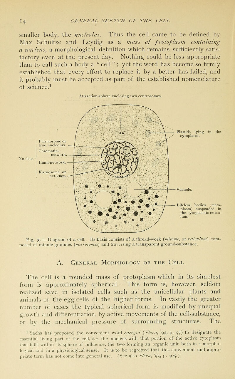 H smaller body, the nucleolus. Thus the cell came to be defined by Max Schultze and Leydig as a mass of protoplasm containing a nucleus, a morphological definition which remains sufficiently satis- factory even at the present day. Nothing could be less appropriate than to call such a body a  cell  ; yet the word has become so firmly established that every effort to replace it by a better has failed, and it probably must be accepted as part of the established nomenclature of science.^ Attraction-sphere enclosing two centrosomes. Plasmosome or true nucleolus. Chromatin- network. Linin-network. ,■ Karyosome or net-knot. Plastids lying in the cytoplasm. Lifeless bodies (meta- plasm) suspended in the cytoplasmic reticu- lum. Fig. 5. — Diagram of a cell. Its basis consists of a thread-work (mitome, or reticuluiii) com- posed of minute granules (jnicrosomes) and traversing a transparent ground-substance. A. General Morphology of the Cell The cell is a rounded mass of protoplasm which in its simplest form is approximately spherical. This form is, however, seldom realized save in isolated cells such as the unicellular plants and animals or the egg-cells of the higher forms. In vastly the greater number of cases the typical spherical form is modified by unequal growth and differentiation, by active movements of the cell-substance, or by the mechanical pressure of surrounding structures. The 1 Sachs has proposed the convenient word energid {Flora, '92, p. 57) to designate the essential living part of the cell, i.e. the nucleus with that portion of the active cytoplasm that falls within its sphere of influence, the two forming an organic unit both in a morpho- logical and in a physiological sense. It is to be regretted that this convenient and appro- priate term has not come into general use. (See £ilso Flora, '95, p. 405.)