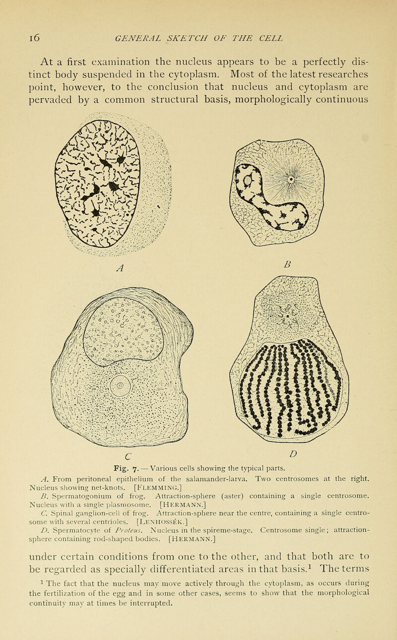 At a first examination the nucleus appears to be a perfectly dis- tinct body suspended in the cytoplasm. Most of the latest researches point, however, to the conclusion that nucleus and cytoplasm are pervaded by a common structural basis, morphologically continuous A B C D Fig- 7- — Various cells showing the typical parts. A. From peritoneal epithelium of the salamander-larva. Two centrosomes at the right. Nucleus showing net-knots. [FLEMMING.] B. Spermatogonium of frog. Attraction-sphere (aster) containing a single centrosome. Nucleus with a smgle plasmosome. [HERMANN.] C. Spinal ganglion-cell of frog. Attraction-sphere near the centre, containing a single centro- some with several centrioles. [Lenhossek.] D. Spermatocyte ol Proteus. Nucleus in the spireme-stage. Centrosome single ; attraction- sphere containing rod-shaped bodies. [Hermann.] under certain conditions from one to the other, and that both are to be regarded as specially differentiated areas in that basis.^ The terms ^ The fact that the nucleus may move actively through the cytoplasm, as occurs during the fertilization of the egg and in some other cases, seems to show that the morphological continuity may at times be interrupted.