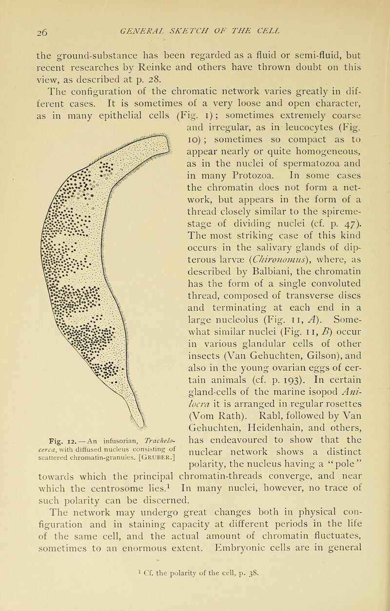 the ground-substance has been regarded as a fluid or semi-fluid, but recent researches by Reinke and others have thrown doubt on this view, as described at p. 28. The configuration of the chromatic network varies greatly in dif- ferent cases. It is sometimes of a very loose and open character, as in many epithelial cells (Fig. i); sometimes extremely coarse and irregular, as in leucocytes (Fig. 10) ; sometimes so compact as to appear nearly or quite homogeneous, as in the nuclei of spermatozoa and in many Protozoa. In some cases the chromatin does not form a net- work, but appears in the form of a thread closely similar to the spireme- stage of dividing nuclei (cf. p. 47). The most striking case of this kind occurs in the salivary glands of dip- terous larvae {C/m'OJiomns), where, as described by Balbiani, the chromatin has the form of a single convoluted thread, composed of transverse discs and terminating at each end in a large nucleolus (Fig. 11, A). Some- what similar nuclei (Fig. 11, B) occur in various glandular cells of other insects (Van Gehuchten, Gilson), and also in the young ovarian eggs of cer- tain animals (cf. p. 193). In certain gland-cells of the marine isopod Ani- locj-a it is arranged in regular rosettes (Vom Rath). Rabl, followed by Van Gehuchten, Heidenhain, and others, has endeavoured to show that the nuclear network shows a distinct polarity, the nucleus having a pole towards which the principal chromatin-threads converge, and near which the centrosome lies.^ In many nuclei, however, no trace of such polarity can be discerned. The network may undergo great changes both in physical con- figuration and in staining capacity at different periods in the life of the same cell, and the actual amount of chromatin fluctuates, sometimes to an enormous extent. Embryonic cells are in general Fig. 12.—An infusorian, Trachelo- cerca, with diffused nucleus consisting of scattered chromatin-granules. [Gruber.] Cf. the polarity of the cell, p. 38.