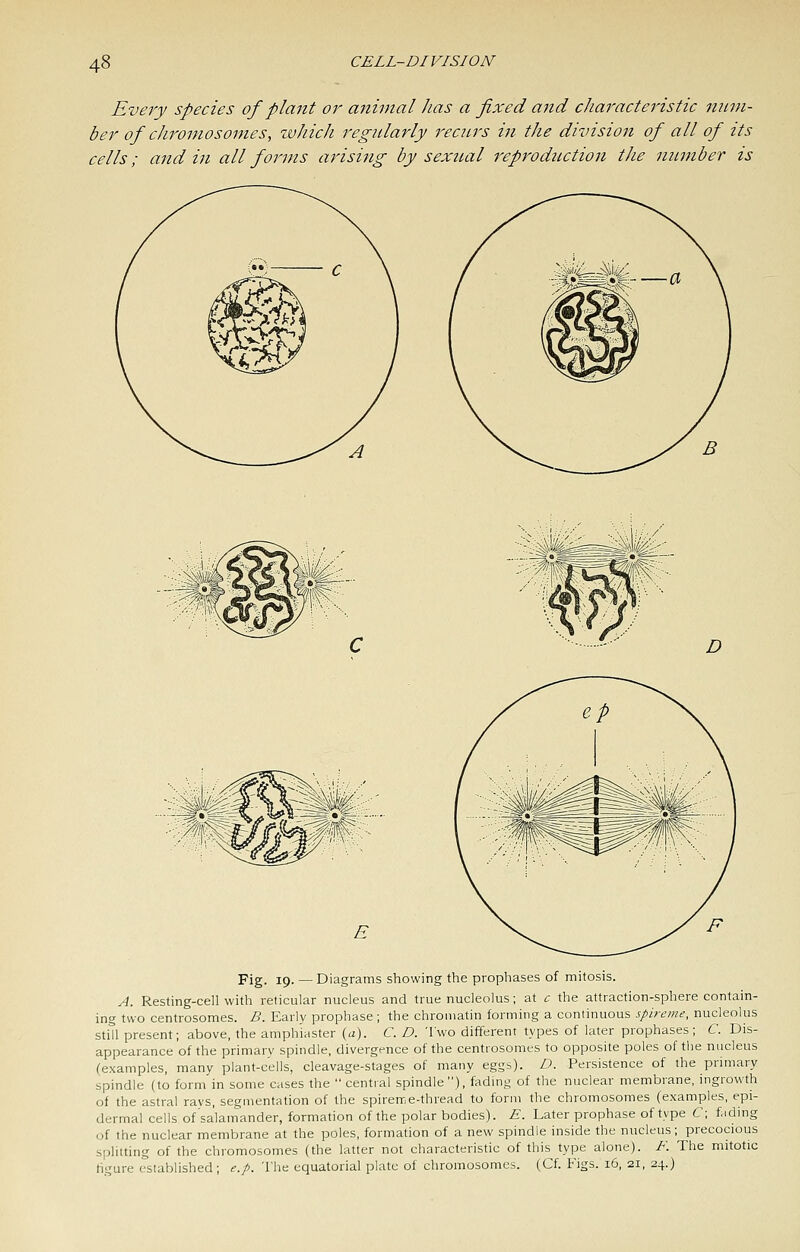 Every species of plant or animal has a fixed ajid characteristic mivi- ber of chromosomes, zvJiicJi regularly recins in the division of all of its cells; and in all forms arising by sexnal 7'eprodiiction the number is Fig. 19. — Diagrams showing the prophases of mitosis. A. Resting-cell with reticular nucleus and true nucleolus; at c the attraction-sphere contain- ing two centrosomes. B. Early prophase; the chromatin forming a continuous spireme, nucleolus still present; above, the amphiaster {a). C. D. Two different types of later prophases; C. Dis- appearance of the primary spindle, divergence of the centrosomes to opposite poles of the nucleus (examples, many plant-cells, cleavage-stages of many eggs). D. Persistence of the primary spindle (to form in some cases the  central spindle), fading of the nuclear membrane, ingrowth of the astral rays, segmentation of the spirenr.e-thread to form the chromosomes (examples, epi- dermal cells of salamander, formation of the polar bodies). E. Later prophase of type C\ fading of the nuclear membrane at the poles, formation of a new spindle inside the nucleus; precocious splitting of the chromosomes (the latter not characteristic of this type alone). F. The mitotic figure established; e.p. The equatorial plate of chromosomes. (Cf. Figs. 16, 21, 24.)