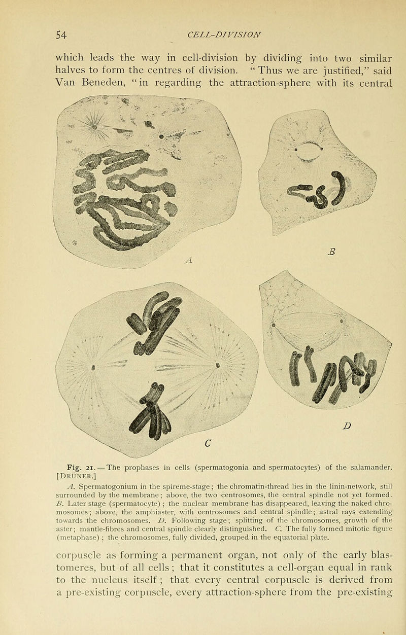 which leads the way in cell-division by dividing into two similar halves to form the centres of division. Thus we are justified, said Van Beneden, in regarding the attraction-sphere with its central D Fig. 21.—The prophases in cells (spermatogonia and spermatocytes) of the salamander. [DrOner.] A. Spermatogonium in the spireme-stage; the chromatin-thread lies in the linin-network, still surrounded by the membrane; above, the two centrosomes, the central spindle not yet formed. B. Later stage (spermatocyte) ; the nuclear membrane has disappeared, leaving the naked chro- mosomes; above, the amphiaster, with centrosomes and central spindle; astral rays extending towards the chromosomes. D. Following stage; splitting of the chromosomes, growth of the aster; mantle-fibres and central spindle clearly distinguished. C. The fully formed mitotic figure (metaphase) ; the chromosomes, fully divided, grouped in the equatorial plate. corpuscle as forming a permanent organ, not only of the early blas- tomeres, but of all cells ; that it constitutes a cell-organ equal in rank to the nucleus itself ; that every central corpuscle is derived from a pre-existing corpuscle, every attraction-siohere from the pre-existing