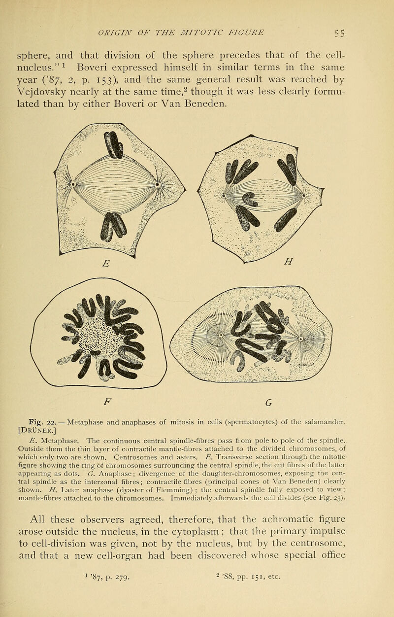 sphere, and that division of the sphere precedes that of the cell- nucleus.^ Boveri expressed himself in similar terms in the same year i^^J, 2, p. 153), and the same general result was reached by Vejdovsky nearly at the same time,^ though it was less clearly formu- lated than by either Boveri or Van Beneden. F G Fig. 22. — Metaphase and anaphases of mitosis in cells (spermatocytes) of the salamander. [Druner.] E. Metaphase. The continuous central spindle-fibres pass from pole to pole of the spindle.. Outside them the thin layer of contractile mantle-fibres attached to the divided chromosomes, of which only two are shown. Centrosomes and asters. F. Transverse section through the mitotic figure showing the ring of chromosomes surrounding the central spindle, the cut fibres of the latter appearing as dots. G. Anaphase; divergence of the daughter-chromosomes, exposing the cen- tral spindle as the interzonal fibres; contractile fibres (principal cones of Van Beneden) clearly shown. H. Later anaphase (dyaster of Flemming) ; the central spindle fully exposed to view; mantle-fibres attached to the chromosomes. Immediately afterwards the cell divides (see Fig. 23). All these observers agreed, therefore, that the achromatic figure arose outside the nucleus, in the cytoplasm; that the primary impulse to cell-division was given, not by the nucleus, but by the centrosome, and that a new cell-organ had been discovered whose special office '87, p. 279. 2 '88, pp. 151, etc.
