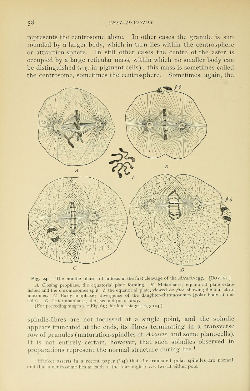 represents the centrosome alone. In other cases the granule is sur- rounded by a larger body, which in turn lies within the centrosphere or attraction-sphere. In still other cases the centre of the aster is occupied by a large reticular mass, within which no smaller body can be distinguished {e.g. in pigment-cells); this mass is sometimes called the centrosome, sometimes the centrosphere. Sometimes, again, the Fig. 24. — The middle phases of mitosis in the first cleavage of the Ascaris-ftg^. [BOVERI.] A. Closing prophase, the equatorial plate forming. B. Metaphase; equatorial plate estab- lished and the chromosomes split; b, the equatorial plate, viewed en face, showing the four chro- mosomes. C. Early anaphase; divergence of the daughter-chromosomes (polar body at one side). D. Later anaphase ; ;).3., second polar body. (For preceding stages see Fig. 65; for later stages. Fig. 104.) spindle-fibres are not focussed at a single point, and the spindle appears truncated at the ends, its fibres terminating in a transverse row of granules (maturation-spindles of Ascaris, and some plant-cells). It is not entirely certain, however, that such spindles observed in preparations represent the normal structure during life.^ 1 Hacker asserts in a recent paper ('94) that the truncated polar spindles are normal, and that a centrosome lies at each of the four angles; i.e. two at either pole.