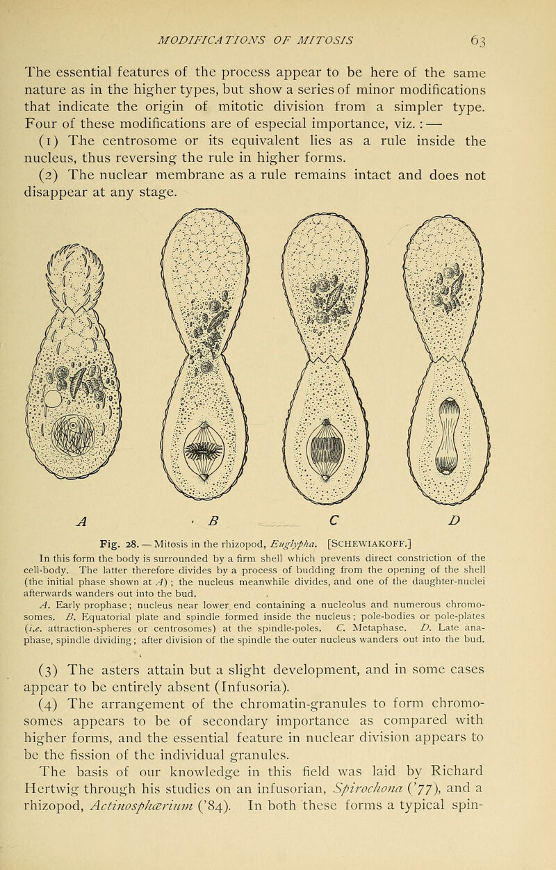 The essential features of the process appear to be here of the same nature as in the higher types, but show a series of minor modifications that indicate the origin of mitotic division from a simpler type. Four of these modifications are of especial importance, viz. : — (i) The centrosome or its equivalent lies as a rule inside the nucleus, thus reversing the rule in higher forms. (2) The nuclear membrane as a rule remains intact and does not disappear at any stage. A ' B C Fig. 28. — Mitosis in the rhizopod, Euglypha. [SCHEWIAKOFF.] In this form the body is surrounded by a firm shell which prevents direct constriction of the cell-body. The latter therefore divides by a process of budding from the opening of the shell (the initial phase shown at ,^) ; the nucleus meanwhile divides, and one of the daughter-nuclei afterwards wanders out into the bud. A. Early prophase; nucleus near lower, end containing a nucleolus and numerous chromo- somes. B. Equatorial plate and spindle formed inside the nucleus; pole-bodies or pole-plates {i.e. attraction-spheres or centrosomes) at the spindle-poles. C. Metaphase. D. Late ana- phase, spindle dividing; after division of the spindle the outer nucleus wanders out into the bud. (3) The asters attain but a slight development, and in some cases appear to be entirely absent (Infusoria). (4) The arrangement of the chromatin-granules to form chromo- somes appears to be of secondary importance as compared with higher forms, and the essential feature in nuclear division appears to be the fission of the individual granules. The basis of our knowledge in this field was laid by Richard Hertwig through his studies on an infusorian, Spirochona {'77)^ ^^^ ^ rhizopod, Actinosph(Erium ('84). In both these forms a typical spin-