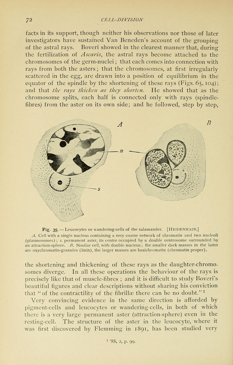 facts in its support, though neither his observations nor those of later investigators have sustained Van Beneden's account of the grouping of the astral rays. Boveri showed in the clearest manner that, during the fertilization of Ascaris, the astral rays become attached to the chromosomes of the germ-nuclei; that each comes into connection with rays from both the asters; that the chromosomes, at first irregularly scattered in the ^gg, are drawn into a position of equilibrium in the equator of the spindle by the shortening of these rays (Figs. 65, 104); and that the rays thickeji as they shorten. He showed that as the chromosome splits, each half is connected only with rays (spindle- fibres) from the aster on its own side; and he followed, step by step, B 3 Fig. 35. — Leucocytes or wandering-cells of the salamander. [Heidenhain.] A. Cell with a single nucleus containing a very coarse network of chromatin and two nucleoli (plasmosomes) ; s. permanent aster, its centre occupied by a double centrosome surrounded by an attraction-sphere. B. Similar cell, with double nucleus; the smaller dark masses in the latter are oxychromatin-granules (linin), the larger masses are basichromatin (chromatin proper). the shortening and thickening of these rays as the daughter-chromo- somes diverge. In all these operations the behaviour of the rays is precisely like that of muscle-fibres ; and it is difficult to study Boveri's beautiful figures and clear descriptions without sharing his conviction that of the contractility of the fibrillas there can be no doubt.^ Very convincing evidence in the same direction is afforded by pigment-cells and leucocytes or wandering-cells, in both of which there is a very large permanent aster (attraction-sphere) even in the resting-cell. The structure of the aster in the leucocyte, where it was first discovered by Flemming in 1891, has been studied very p. 99.