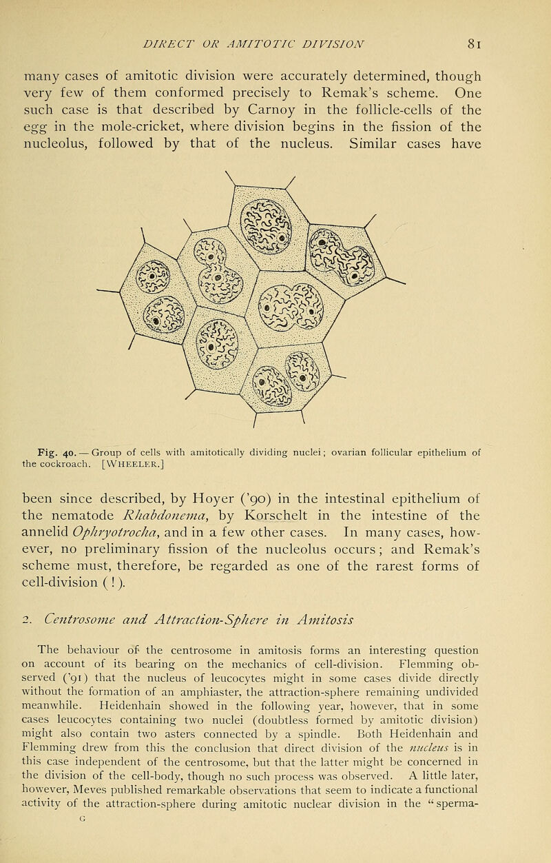 many cases of amitotic division were accurately determined, though very few of them conformed precisely to Remak's scheme. One such case is that described by Carnoy in the follicle-cells of the egg in the mole-cricket, where division begins in the fission of the nucleolus, followed by that of the nucleus. Similar cases have Fig. 40. — Group of cells with amitotically dividing nuclei; ovarian follicular epithelium of the cockroach. [WHEELER.] been since described, by Hoyer ('90) in the intestinal epithelium of the nematode RJiabdonenia, by Korscjielt in the intestine of the annelid OpJiryotrocha, and in a few other cases. In many cases, how- ever, no preliminary fission of the nucleolus occurs; and Remak's scheme must, therefore, be regarded as one of the rarest forms of cell-division (!). 2. Centrosonie and Attraction-Sphere in Amitosis The behaviour of the centrosome in amitosis forms an interesting question on account of its bearing on the mechanics of cell-division. Flemming ob- served ('91) that the nucleus of leucocytes might in some cases divide directly without the formation of an amphiaster, the attraction-sphere remaining undivided meanwhile. Heidenhain showed in tlie following year, however, that in some cases leucocytes containing two nuclei (doubtless formed by amitotic division) might also contain two asters connected by a spindle. Both Heidenhain and Flemming drew from this the conclusion that direct division of the imcleus is in this case independent of the centrosome, but that the latter might be concerned in the division of the cell-body, though no such process was observed. A little later, however, Meves published remarkable observations that seem to indicate a functional activity of the attraction-sphere during amitotic nuclear division in the  sperma- G