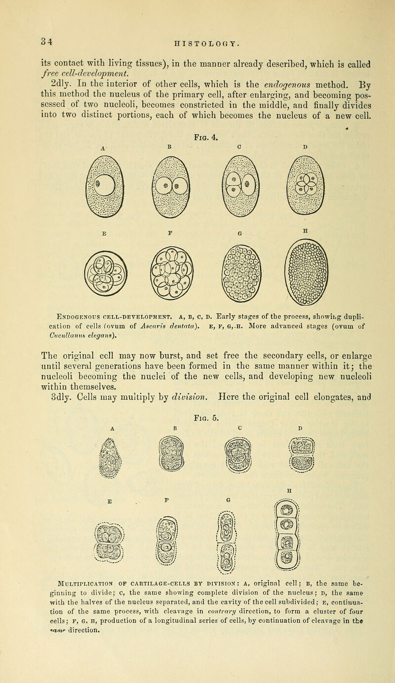 its contact with living tissues), in the manner already described, which is called free cell-developvient. 2dly. In the interior of other cells, which is the endogenous method. By this method the nucleus of the primary cell, after enlarging, and becoming pos- sessed of two nucleoli, becomes constricted in the middle, and finally divides into two distinct portions, each of which becomes the nucleus of a new cell. Fia. 4. Endogenous oell-development. a, e, c, d. Early stages of the process, showiiig dupli- cation of cells Covuin of AscaHs dentata). E, F, G,.H. More advanced stages (ovum of CitcuUanui elegana). The original cell may now burst, and set free the secondary cells, or enlarge until several generations have been formed in the same manner within it; the nucleoli becoming the nuclei of the new cells, and developing new nucleoli within themselves. 3dly. Cells may multiply by division. Here the original cell elongates, and Fig. 5. Multiplication of cartilage-cells by division: a, original cell; b, the same be- ginning to divide; c, the same showing complete division of the nucleus; d, the same with the halves of the nucleus separated, and the cavity of the cell subdivided; e, continua- tion of the same process, with cleavage in contrary direction, to form a cluster of four cells; F, G, H, production of a longitudinal series of cells, by continuation of cleavage in the •/»»!'' direction.