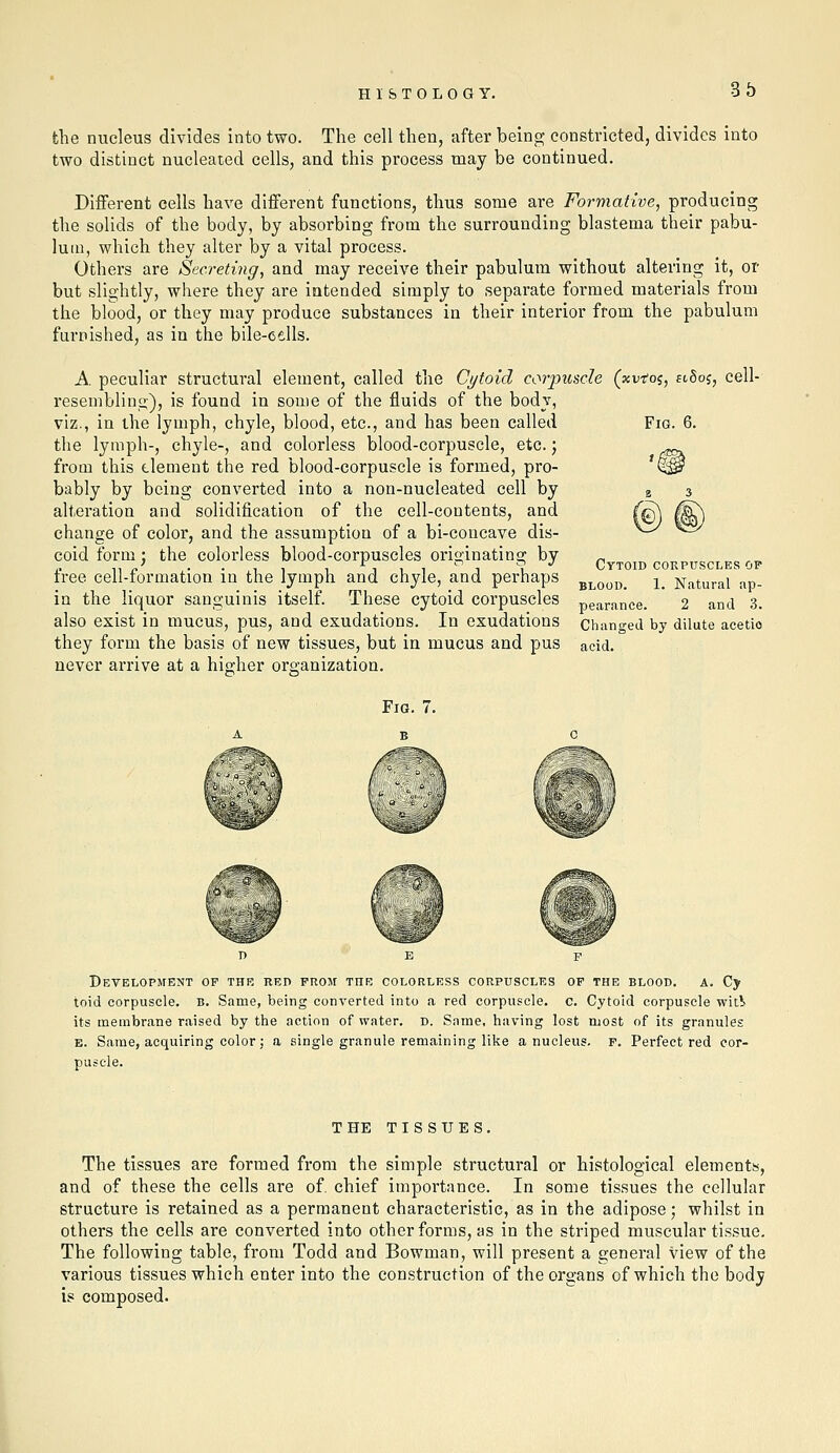the nucleus divides into two. The cell then, after being constricted, divides into two distinct nucleated cells, and this process may be continued. Different cells have different functions, thus some are Formative, producing the solids of the body, by absorbing from the surrounding blastema their pabu- lum, which they alter by a vital process. Others are Secreting, and may receive their pabulum without altering it, or but slightly, where they are intended simply to separate formed materials from the blood, or they may produce substances in their interior from the pabulum furnished, as in the bile-cells. Fig. 6. A. peculiar structural element, called the Cytoid corimsde (xveoi, fiSoj, cell resembling), is found in some of the fluids of the bodv, viz., in the lymph, chyle, blood, etc., and has been called the lymph-, chyle-, and colorless blood-corpuscle, etc.; from this element the red blood-corpuscle is formed, pro- bably by being converted into a non-nucleated cell by alteration and solidification of the cell-contents, and change of color, and the assumption of a bi-coucave dis- coid form J the colorless blood-corpuscles originating by free cell-formation in the lymph and chyle, and perhaps in the liquor sanguinis itself. These cytoid corpuscles also exist in mucus, pus, and exudations. In exudations they form the basis of new tissues, but in mucus and pus never arrive at a higher ora;anization. Cytoid corpuscles op BLOOD. 1. Natural ap- pearance. 2 and 3. Changed by dilute acetic acid. Fig. 7. Development op the red from the colorless coRFUscLr.s of the blood, a. Cy toid corpuscle. B. Same, being converted into a red corpuscle, c. Cytoid corpuscle witb' its membrane raised by the action of water, d. Same, having lost most of its granules E. Same, acquiring color: a single granule remaining like a nucleus, f. Perfect red cor- puscle. THE TISSUES. The tissues are formed from the simple structural or histological elements, and of these the cells are of chief importance. In some tissues the cellular structure is retained as a permanent characteristic, as in the adipose; whilst in others the cells are converted into other forms, as in the striped muscular tissue. The following table, from Todd and Bowman, will present a general view of the various tissues which enter into the construction of the organs of which the body is composed.