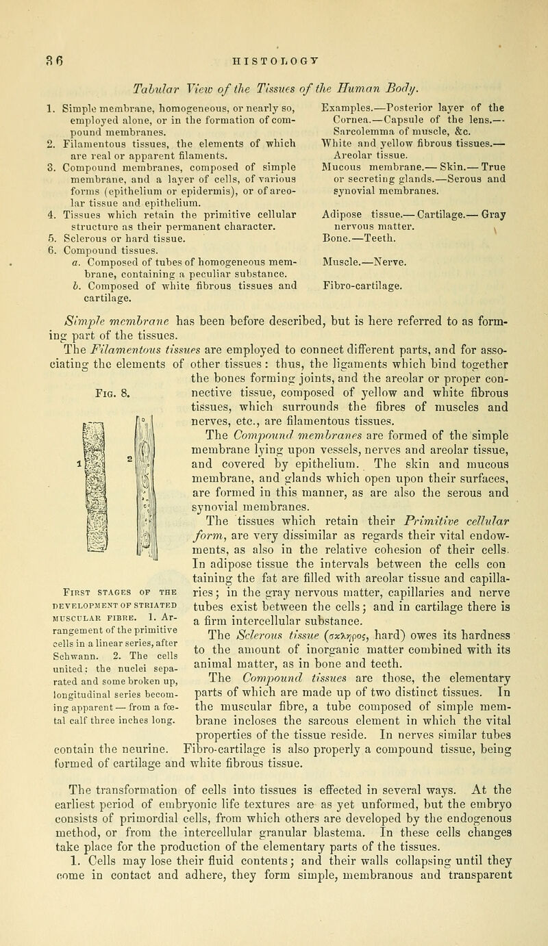 Tabular View of the Tissues of the Human Bodi/. 1. Simple membrane, homogeneous, or nearly so, employed alone, or in the formation of com- pound membranes. 2. Filamentous tissues, the elements of which are real or apparent filaments. 3. Compound membranes, composed of simple membrane, and a layer of cells, of various forms (epithelium or epidermis), or of areo- lar tissue and epithelium. 4. Tissues which retain the primitive cellular structure as their permanent character. 5. Sclerous or hard tissue. 6. Compound tissues. a. Composed of tubes of homogeneous mem- brane, containing a peculiar substance. b. Composed of white fibrous tissues and cartilage. Examples.—Posterior layer of the Cornea.—Capsule of the lens.— Sarcolemma of muscle, &c. White and yellow fibrous tissues.— Areolar tissue. Mucous membrane.— Skin.— True or secreting glands.—Serous and synovial membranes. Adipose tissue.— Cartilage.' nervous matter. Bone.—Teeth. Muscle.—Nerve. Fibro-cartilage. Gray Fig. 8. ^il Simple mcmhrayie has been before described, but is here referred to as form- ing part of the tissues. The Filamentous tissues are employed to connect different parts, and for asso- ciating the elements of other tissues: thus, the ligaments which bind together the bones forming joints, and the areolar or proper con- nective tissue, composed of yellow and white fibrous tissues, which surrounds the fibres of muscles and nerves, etc., are filamentous tissues. The Compound memhranes are formed of the simple membrane lying upon vessels, nei'ves and areolar tissue, and covered by epithelium. The skin and mucous membrane, and glands which open upon their surfaces, are formed in this manner, as are also the serous and synovial membranes. The tissues which retain their Primitive cellular form, are very dissimilar as regards their vital endow- ments, as also in the relative cohesion of their cells. In adipose tissue the intervals between the cells con taining the fat are filled with areolar tissue and capilla- ries; in the gray nervous matter, capillaries and nerve tubes exist between the cells; and in cartilage there is a firm intercellular substance. The Sclerous tissue (sx^r/po;, hard) owes its hardness to the amount of inorganic matter combined with its animal matter, as in bone and teeth. The Compound tissues are those, the elementary parts of which are made up of two distinct tissues. In the muscular fibre, a tube composed of simple mem- brane incloses the sarcous element in which the vital properties of the tissue reside. In nerves similar tubes Fibro-cartilage is also properly a compound tissue, being First stages of the development of striated MUSCDLAR FIBRE. 1. Ar- rangement of the primitive cells in a linear series, after Schwann. 2. The cells united; the nuclei sepa- rated and some broken up, longitudinal series becom- ing apparent — from a foe- tal calf three inches long. contain the neurine. formed of cartilage and white fibrous tissue. The transformation of cells into tissues is efi'ected in several ways. At the earliest period of embryonic life textures are as yet unformed, but the embryo consists of primordial cells, from which others are developed by the endogenous method, or from the intercellular granular blastema. In these cells changes take place for the production of the elementary parts of the tissues. 1. Cells may lose their fluid contents; and their walls collapsing until they oome in contact and adhere, they form simple, membranous and transparent