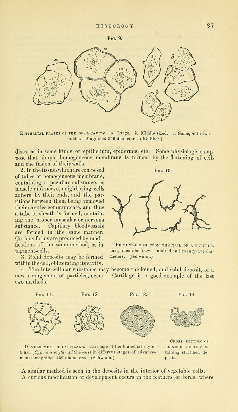 Fio. 9. Epithelial plates of the oral cavity, a. Large, b. Middle-sized, c. Same, with two nuclei.—Magnified 360 diameters. (Eolliker.) discs, as in some kinds of epithelium, epidermis, etc. Some physiologists sup- pose that simple homogeneous membrane is formed by the flattening of cells and the fusion of their walls. 2. In the tissueswhich are composed Fig. 10. of tubes of homogeneous membrane, containing a peculiar substance, as muscle and nerve, neighboring cells adhere by their ends, and the par- titions between them being removed their cavities communicate, and thus a tube or sheath is formed, contain- ing the proper muscular or nervous substance. Capillary bloodvessels are formed in the same manner. Curious forms are produced by modi- fications of the same method, as in pigment-cells. 3. Solid deposits may be formed within the cell, obliterating its cavity. 4. The intercellular substance may become thickened, and solid deposit, or a new arrangement of particles, occur. Cartilage is a good example of the last two methods. Pigment-cells from the tail of a tadpole, magnified about two hundred and twenty-five dia- meters. (Schwann.) Fig. 11. Fio. 12. Fio. 13, Fig. 14. Cross section oc Drvelopment of cartilage. Cartilage of the branchial ray of ligneous cells con- a fish {Ct/pn'nns crythrophthahmis) in different stages of advance- taining stratified de- ment; magnified 450 diameters. (Schwann.) posit. A similar method is seen in the deposits in the interior of vegetable cells. A curious modification of development occurs in the feathers of birds, where