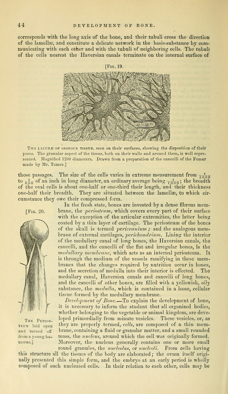 corresponds with the long axis of the bone, and their tubuli cross the direction of the lamellte, and constitute a deHcate network in the basis-substance by com- municating with each other and with the tubuli of neighboring cells. The tubuli of the cells nearest the Haversian canals terminate on the internal surface of [Fig. 19. [Fig. 20. Two LACUNJE OF OSSEOUS TISSUE, seen on their surfaces, showing the disposition of their pores. The granular aspect of the tissue, both on their walls and around them, is well repre- sented. Magnified 1200 diameters. Drawn from a preparation of the cancelli of the Femur made by Mr. Tomes.] those passages. The size of the cells varies in extreme measurement from --q^qq to g-0y of an inch in long diameter, an ordinary average being jq^qq', the breadth of the oval cells is about one-half or one-third their length, and their thickness one-half their breadth. They are situated between the lamellae, to which cir- cumstance they owe their compressed form. In the fresh state, bones are invested by a dense fibrous mem- brane, the periosteum, which covers every part of their surface with the exception of the articular extremities, the latter being coated by a thin layer of cartilage. The periosteum of the bones of the skull is termed pericranium ; and the analogous mem- brane of external cartilages, pericliondrium. Lining the interior of the medullary canal of long bones, the Haversian canals, the cancelli, and the cancelli of the flat and irregular bones, is the rnxdullary membrane, which acts as an internal periosteum. It is through the medium of the vessels ramifying in these mem- branes that the changes required by nutrition occur in bones, and the secretion of medulla into their interior is effected. The medullary canal. Haversian canals and cancelli of long bones, and the cancelli of other bones, are filled with a yellowish, oily substance, the medulla, which is contained in a loose, cellular tis.«ue formed by the medullary membrane. Development of Bone.—To explain the development of bone, it is necessary to inform the student that all organized bodies, whether belonging to the vegetable or animal kingdom, are deve- loped primordially from minute vesicles. These vesicles, or, as they are properly termed, cells, are composed of a thin mem- brane, containing a fluid or granular matter, and a small rounded mass, the nucleus, around which the cell was originally formed. Moreover, the nucleus generally contains one or more small round granules, the nucleolus, or nucleoli. From cells having this structure all the tissues of the body are elaborated; the ovum itself origi- nally presented this simple form, and the embryo at an early period is wholly composed of such nucleated cells. In their relation to each other, cells may be Thk Perios- tultm 1 lid open and tu ^ned off from a y oung hu- merus.]