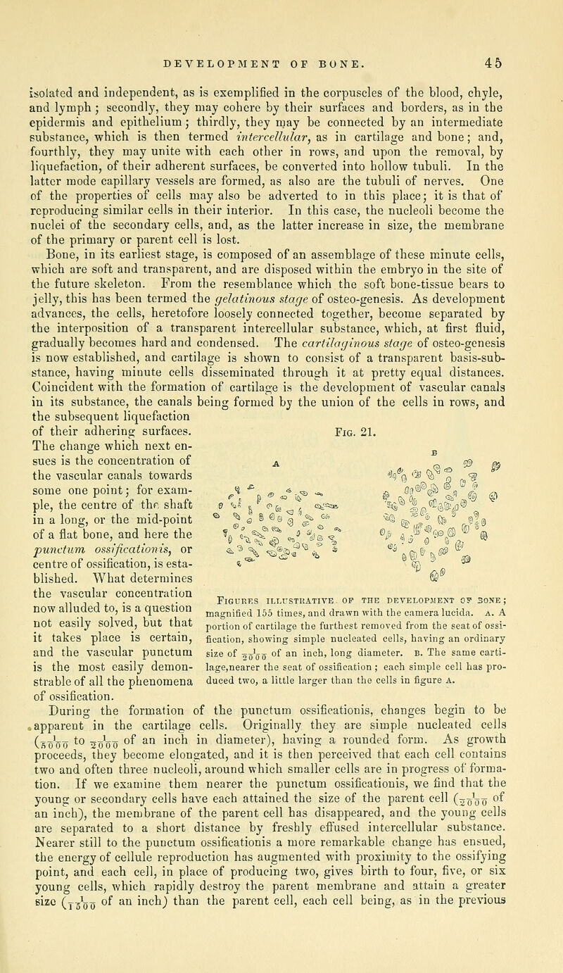 isolated and independent, as is exemplified in the corpuscles of the blood, chyle, and lymph; secondly, they may cohere by their surfaces and borders, as in the epidermis and epithelium; thirdly, they may be connected by an intermediate substance, which is then termed intercellular, 2iS in cartilage and bone; and, fourthly, they may unite with each other in rows, and upon the removal, by liquefaction, of their adherent surfaces, be converted into hollow tubuli. In the latter mode capillary vessels are formed, as also are the tubuli of nerves. One of the properties of cells may also be adverted to in this place; it is that of reproducing similar cells in their interior. In this case, the nucleoli become the nuclei of the secondary cells, and, as the latter increase in size, the membrane of the primary or parent cell is lost. Bone, in its earliest stage, is composed of an assemblage of these minute cells, which are soft and transparent, and are disposed within the embryo in the site of the future skeleton. From the resemblance which the soft bone-tissue bears to jelly, this has been termed the gelatinous stage of osteo-genesis. As development advances, the cells, heretofore loosely connected together, become separated by the interposition of a transparent intercellular substance, which, at first fluid, gradually becomes hard and condensed. The cartilaginous stage of osteo-genesis is now established, and cartilage is shown to consist of a transparent basis-sub- stance, having minute cells disseminated through it at pretty equal distances. Coincident with the formation of cartilage is the development of vascular canals in its substance, the canals being formed by the union of the cells in rows, and the subsequent liquefaction of their adhering surfaces. Fig. 21. The change which next en- sues is the concentration of a 0 2^ 6^ the vascular canals towards '%% <5i) %^ ^ <f some one point; for exam- ^V& ^ « ^^ ^ # ^if^ i I ^'' pie, the centre of thf; shaft 0 '■•J e f (i, , e^/ss^ 'B(Ji^ In'^iS^S'/.O® in a long, or the mid-point '^ ^ J S ®0 | > ^'■' ^ ^^-;^ 95, \©|@ of a flat bone, and here the ^e ^^^^ J ^' '4 ^ ®/^ ^a .ff^^®^^ '® punctum ossificationis, or ^'3> ^^ ^©g,^^ ^^ % '^^\%^ \\^ centi-e of ossification, is esta- 5,'^ ^ '•«£)'^ blished. What determines ©' the vascular concentration ,, , , . . Figures illustrative, op the development 07 sone; now alluded to, is a question jjj^.jgniged 155 times, and drawn with the camera lucida. A. A not easily solved, but that portionof cartilage the furthest removed from the seat of ossi- it takes place is certain, fication, showing simple nucleated cells, having an ordinary and the vascular punctum size of tj^Vit °^ ^'^ inah, long diameter, b. The same carti- is the most easily demon- lage,nearer the seat of ossification ; each simple cell has pro- strable of all the phenomena dueed two, a little larger than the cells in figure a. of ossification. During the formation of the punctum ossificationis, changes begin to be «apparent in the cartilage cells. Originally they are simple nucleated cells (1 to oTi'nn of an inch in diameter), having a rounded form. As growth proceeds, they become elongated, and it is then perceived that each cell contains two and often three nucleoli, around which smaller cells are in progress of forma- tion. If we examine them nearer the punctum ossificationis, we find that the young or secondary cells have each attained the size of the parent cell (ooan ^-^ an inch), the membrane of the parent cell has disappeared, and the young cells are separated to a short distance by freshly effused intercellular substance. Nearer still to the punctum ossificationis a more remarkable change has ensued, the energy of cellule reproduction has augmented with proximity to the ossifying point, and each cell, in place of producing two, gives birth to four, five, or six young cells, which rapidly destroy the parent membrane and attain a greater size (y^o0 ^^ ^^ inch) than the parent cell, each cell being, as in the previoua