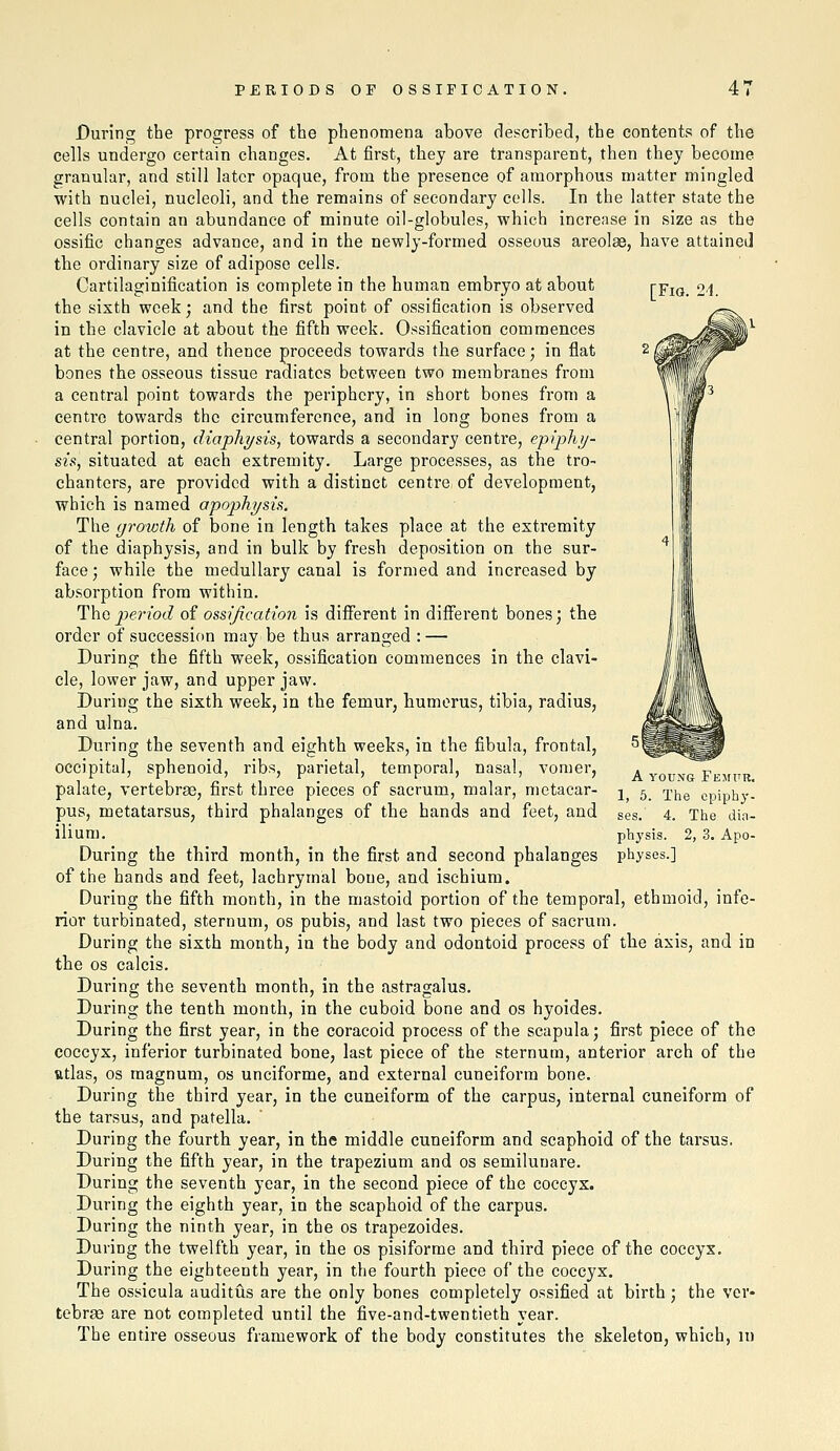 [Fig. 24. During the progress of the phenomena above described, the contents of the cells undergo certain changes. At first, they are transparent, then they become granular, and still later opaque, from the presence of amorphous matter mingled with nuclei, nucleoli, and the remains of secondary colls. In the latter state the cells contain an abundance of minute oil-globules, which increase in size as the ossific changes advance, and in the newly-formed osseous areolae, have attained the ordinary size of adipose cells. Cartilaginification is complete in the human embryo at about the sixth week; and the first point of ossification is observed in the clavicle at about the fifth week. Ossification commences at the centre, and thence proceeds towards the surface; in flat bones the osseous tissue radiates between two membranes from a central point towards the periphery, in short bones from a centre towards the circumference, and in long bones from a central portion, diaphysis, towards a secondary centre, epiphy- sis, situated at each extremity. Large processes, as the tro- chanters, are provided with a distinct centre of development, which is named a'pophysis. The growth of bone in length takes place at the extremity of the diaphysis, and in bulk by fresh deposition on the sur- face; while the medullary canal is formed and increased by absorption from within. ^\i(iperiod of ossification is diiferent in different bones; the order of succession may be thus arranged : — During the fifth week, ossification commences in the clavi- cle, lower jaw, and upper jaw. During the sixth week, in the femur, humerus, tibia, radius, and ulna. During the seventh and eighth weeks, in the fibula, frontal, occipital, sphenoid, ribs, parietal, temporal, nasal, vomer, palate, vertebrae, first three pieces of sacrum, malar, metacar- pus, metatarsus, third phalanges of the hands and feet, and ilium. During the third month, in the first and second phalanges of the hands and feet, lachrymal bone, and ischium. During the fifth month, in the mastoid portion of the temporal, ethmoid, infe- rior turbinated, sternum, os pubis, and last two pieces of sacrum. During the sixth month, in the body and odontoid process of the axis, and in the OS calcis. During the seventh month, in the astragalus. During the tenth month, in the cuboid bone and os hyoides. During the first year, in the coracoid process of the scapula; first piece of the coccyx, inferior turbinated bone, last piece of the sternum, anterior arch of the fttlas, OS magnum, os unciforme, and external cuneiform bone. During the third year, in the cuneiform of the carpus, internal cuneiform of the tarsus, and patella. During the fourth year, in the middle cuneiform and scaphoid of the tarsus, During the fifth year, in the trapezium and os semilunare. During the seventh year, in the second piece of the coccyx. During the eighth year, in the scaphoid of the carpus. During the ninth year, in the os trapezoides. During the twelfth year, in the os pisiforme and third piece of the coccyx. During the eighteenth year, in the fourth piece of the coccyx. The ossicula auditus are the only bones completely ossified at birth ; the ver- tebrae are not completed until the five-and-twentieth year. The entire osseous framework of the body constitutes the skeleton, which, m A YOUNG Femur. 1, 5. The epiphy- ses. 4. The din- physis. 2, 3. Apo- physes.]