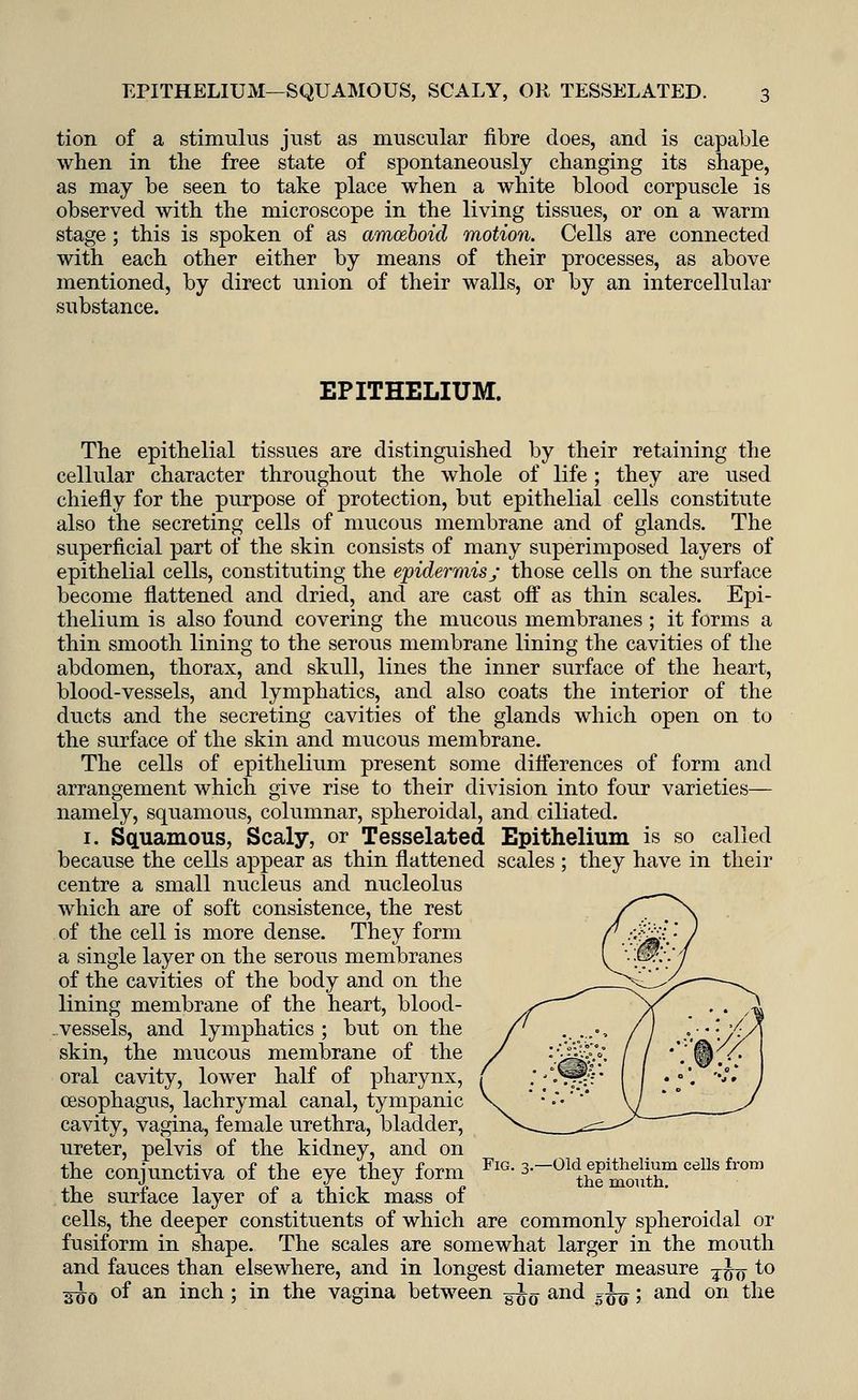 tion of a stimulus just as muscular fibre does, and is capable when in the free state of spontaneously changing its shape, as may be seen to take place when a white blood corpuscle is observed with the microscope in the living tissues, or on a warm stage ; this is spoken of as amoeboid motion. Cells are connected with each other either by means of their processes, as above mentioned, by direct union of their walls, or by an intercellular substance. EPITHELIUM. The epithelial tissues are distinguished by their retaining the cellular character throughout the whole of life ; they are used chiefly for the purpose of protection, but epithelial cells constitute also the secreting cells of mucous membrane and of glands. The superficial part of the skin consists of many superimposed layers of epithelial cells, constituting the epidermis/ those cells on the surface become flattened and dried, and are cast off as thin scales. Epi- thelium is also found covering the mucous membranes ; it forms a thin smooth lining to the serous membrane lining the cavities of the abdomen, thorax, and skull, lines the inner surface of the heart, blood-vessels, and lymphatics, and also coats the interior of the ducts and the secreting cavities of the glands which open on to the surface of the skin and mucous membrane. The cells of epithelium present some differences of form and arrangement which give rise to their division into four varieties— namely, squamous, columnar, spheroidal, and ciliated. 1. Squamous, Scaly, or Tesselated Epithelium is so called because the cells appear as thin flattened scales ; they have in their centre a small nucleus and nucleolus which are of soft consistence, the rest of the cell is more dense. They form a single layer on the serous membranes of the cavities of the body and on the lining membrane of the heart, blood- vessels, and lymphatics ; but on the skin, the mucous membrane of the oral cavity, lower half of pharynx, oesophagus, lachrymal canal, tympanic cavity, vagina, female urethra, bladder, ureter, pelvis of the kidney, and on the conjunctiva of the eye they form FlG- ^^SST cells fr°m the surface layer of a thick mass of cells, the deeper constituents of which are commonly spheroidal or fusiform in shape. The scales are somewhat larger in the mouth and fauces than elsewhere, and in longest diameter measure j^ to 3^0 of an inch ; in the vagina between g^a and ^xffi '■> an^ on tne
