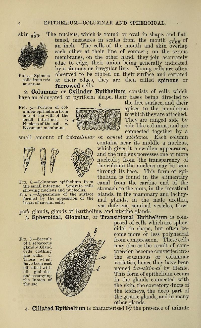 EPITHELIUM—COLUMNAR AND SPHEROIDAL. skin q^q. The nucleus, which is round or oval in shape, and flat tened, measures in scales from the mouth 2 0 00. of Fig. 5.—Portion of col- umnar epithelium from one of the villi of the small intestines. 1. Nucleus of the cell. 2. Basement membrane. ' .-. an inch. The cells of the mouth and skin overlap each other at their line of contact; on the serous membranes, on the other hand, they join accurately edge to edge, their union being generally indicated by a sinuous or irregular line. Young cells are often F1G.4.—Spinous observed to be ribbed on their surface and serrated cells from rete at their edges, they are then called spinous or mucosum. furr0Wed cells. 2. Columnar or Cylinder Epithelium consists of cells which have an elongated or pyriform shape, their bases being directed to the free surface, and their apices to the membrane to which they are attached. I-M^PPKPPii^^l ^hey are ranged side hy Ifilff' ! -ftf s^e ^^-e c°iiimns5 andare connected together by a small amount of intercellular or cement substance. Each column contains near its middle a nucleus, MW f'1 firft L<$>l/Z>\ which gives it a swollen appearance, if \ I W /W|f|© and the nucleus possesses one or more x nucleoli; from the transparency of the column the nucleus may be seen through its base. This form of epi- thelium is found in the alimentary Fig. 6.—Columnar epithelium from canal froni the cardiac end of the the small intestine. Separate cells , -1 , ,-1 ,-1 • , ■• -, showing nucleus and nucleolus. stomach to the anus, m the intestinal Fig. 7.—Appearance of the surface glands, in the mammary and lachry- formed by the apposition of the j glancjs in fae male urethra, bases of several cells. ,0 „ ' .. . . „ ' vas delerens, seminal vesicles, Uow- per's glands, glands of Bartholine, and uterine glands. 3. Spheroidal, Globular, or Transitional Epithelium is com- posed of cells which are spher- oidal in shape, but often be- come more or less polyhedral from compression. These cells may also as the result of com- pression become converted into the squamous or columnar varieties, hence they have been named transitional by Henle. This form of epithelium occurs in the glands connected with the skin, the excretory ducts of the kidneys, the deep part of the gastric glands, and in many other glands. 4. Ciliated Epithelium is characterised by the presence of minute Fig. 8.—Saccule of a sebaceous gland. a.Gland cells clothing the walls. 6. Those which have been cast off, filled with oil globules, and occupying the lumen of the sac. ^■a>