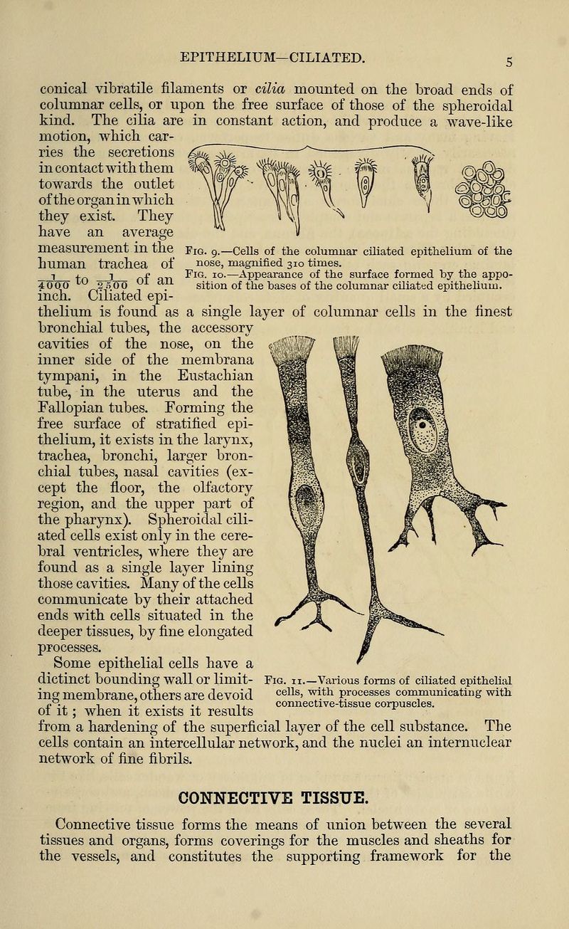 EPITHELIUM—CILIATED. Fig. 9.—Cells of the columnar ciliated epithelium of the nose, magnified 310 times. Fig. 10.—Appearance of the surface formed by the appo- sition of the bases of the columnar ciliated epithelium. conical vibratile filaments or cilia mounted on the broad ends of columnar cells, or upon the free surface of those of the spheroidal kind. The cilia are in constant action, and produce a wave-like motion, which car- ries the secretions in contact with them towards the outlet of the organ in which they exist. They have an average measurement in the human trachea of 40V0 t0 25V0 of an inch. Ciliated epi- thelium is found as a single layer of columnar cells in the finest bronchial tubes, the accessory cavities of the nose, on the inner side of the membrana tympani, in the Eustachian tube, in the uterus and the Fallopian tubes. Forming the free surface of stratified epi- thelium, it exists in the larynx, trachea, bronchi, larger bron- chial tubes, nasal cavities (ex- cept the floor, the olfactory region, and the upper part of the pharynx). Spheroidal cili- ated cells exist only in the cere- bral ventricles, where they are found as a single layer lining those cavities. Many of the cells communicate by their attached ends with cells situated in the deeper tissues, by fine elongated processes. Some epithelial cells have a dictinct bounding wall or limit- ing membrane, others are devoid of it; when it exists it results from a hardening of the superficial layer of the cell substance. The cells contain an intercellular network, and the nuclei an internuclear network of fine fibrils. Fig. 11.—Various forms of ciliated epithelial cells, with processes communicating with connective-tissue corpuscles. CONNECTIVE TISSUE. Connective tissue forms the means of union between the several tissues and organs, forms coverings for the muscles and sheaths for the vessels, and constitutes the supporting framework for the