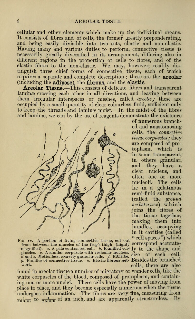 AREOLAR TISSUE. cellular and other elements which make up the individual organs. It consists of fibres and of cells, the former greatly preponderating, and being easily divisible into two sets, elastic and non-elastic. Having many and various duties to perform, connective tissue is necessarily greatly diversified in its arrangement, differing also in different regions in the proportion of cells to fibres, and of the elastic fibres to the non-elastic. We may, however, readily dis- tinguish three chief forms of connective tissue, each of which requires a separate and complete description; these are the areolar (including the adipose), the fibrous, and the elastic Areolar Tissue.—This consists of delicate fibres and transparent laminae crossing each other in all directions, and leaving between them irregular interspaces or meshes, called areolae ; these are occupied by a small quantity of clear colourless fluid, sufficient only to keep the threads and laminae moist. In the midst of the fibres and laminae, we can by the use of reagents demonstrate the existence of numerous branch- ed and anastomosing cells, the connective tissue corpuscles; they are composed of pro- toplasm, which is in some transparent, in others granular, and they have a clear nucleus, and often one or more nucleoli. The cells lie in a gelatinous semi-fluid substance, (called the ground substance) which joins the fibres of the tissue together, making them into bundles, occupying in it cavities (called Fig. 12.—A portion of living connective tissue, cut out i from between the muscles of the frog's thigh (highly correspond accurate- magnified). a. A pale contracted cell. b. Ramified cor- ly to the shape and puscles. c. A similar corpuscle with vesicular nucleus. • <? „„„>, ~0ii rfande. Motionless, coarsely granular cells. /. Fibrillse. ^ze. Ui eclcu ^f11' g. Bundles of connective tissue, h. Elastic fibrous net- Besides the branched . work- cells, there are also found in areolar tissue a number of migratory or wander cells, like the white corpuscles of the blood, composed of protoplasm, and contain- ing one or more nuclei. These cells have the power of moving from place to place, and they become especially numerous when the tissue undergoes inflammation. The fibres are very fine, measuring from of an inch, and are apparently structureless. By to