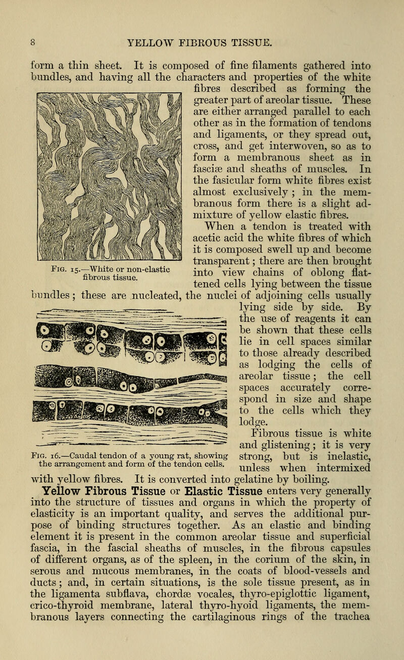 form a thin sheet. It is composed of fine filaments gathered into bundles, and having all the characters and properties of the white fibres described as forming the greater part of areolar tissue. These are either arranged parallel to each other as in the formation of tendons and ligaments, or they spread out, cross, and get interwoven, so as to form a membranous sheet as in fasciae and sheaths of muscles. In the fasicular form white fibres exist almost exclusively; in the mem- branous form there is a slight ad- mixture of yellow elastic fibres. When a tendon is treated with acetic acid the white fibres of which it is composed swell up and become transparent; there are then brought into view chains of oblong flat- tened cells lying between the tissue bundles; these are nucleated, the nuclei of adjoining cells usually lying side by side. By the use of reagents it can be shown that these cells lie in cell spaces similar to those already described as lodging the cells of areolar tissue; the cell spaces accurately corre- spond in size and shape to the cells which they lodge. Fibrous tissue is white and glistening; it is very strong, but is inelastic, Fig. 15.—White or non-elastio fibrous tissue. Fig. 16.—Caudal tendon of a young rat, showing the arrangement and form of the tendon cells. unless when intermixed with yellow fibres. It is converted into gelatine by boiling. Yellow Fibrous Tissue or Elastic Tissue enters very generally into the structure of tissues and organs in which the property of elasticity is an important quality, and serves the additional pur- pose of binding structures together. As an elastic and binding element it is present in the common areolar tissue and superficial fascia, in the fascial sheaths of muscles, in the fibrous capsules of different organs, as of the spleen, in the corium of the skin, in serous and mucous membranes, in the coats of blood-vessels and ducts; and, in certain situations, is the sole tissue present, as in the ligamenta subflava, chordae vocales, thyro-epiglottic ligament, crico-thyroid membrane, lateral thyro-hyoid ligaments, the mem- branous layers connecting the cartilaginous rings of the trachea