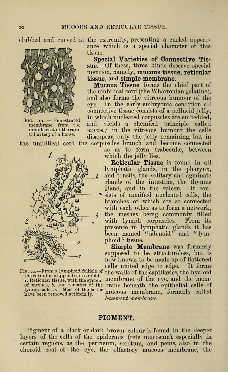 MUCOUS AND RETICULAR TISSUE. Fig. 19. — Fenestrated membrane from the middle coat of the caro- tid artery of a horse. clubbed and curved at the extremity, presenting a curled appear- ance which is a special character of this tissue. Special Varieties of Connective Tis- sue.—Of these, three kinds deserve special mention, namely, mucous tissue, reticular tissue, and simple membrane. Mucous Tissue forms the chief part of the umbilical cord (the Whartonian gelatine), and also forms the vitreous humour of the eye. In the early embryonic condition all connective tissue consists of a pellucid jelly, in which nucleated corpuscles are embedded, and yields a chemical principle called mucin; in the vitreous humour the cells disappear, only the jelly remaining, but in the umbilical cord the corpuscles branch and become connected so as to form trabecular, between /. ^J% , , which the jelly lies. Reticular Tissue is found in all lymphatic glands, in the pharynx, I and tonsils, the solitary and agminate glands of the intestine, the thymus gland, and in the spleen. It con- _ a sists of ramified nucleated cells, the branches of which are so connected with each other as to form a network, ^ the meshes being commonly filled with lymph corpuscles. From its presence in lymphatic glands it has been named adenoid and lym- phoid  tissue. Simple Membrane was formerly supposed to be structureless, but is now known to be made up of flattened cells united edge to edge. It forms Fig 2o.-From a lymphoid follicle of the walls of the capillaries, the hyaloid the vermiform appendix of a rabbit. , £ , i r \ .-> J 1. Reticular tissue, with the system membrane ot the eye, and the mem- of meshes, b, and remains of the brane beneath the epithelial cells of lymph cells, a. Most.of the latter mwsmu membrane, formerly called have been removed artificially. baseme7it membrane. PIGMENT. Pigment of a black or dark brown colour is found in the deeper layers of the cells of the epidermis (rete mucosum), especially in certain regions, as the perineum, scrotum, and penis, also in the choroid coat of the eye, the olfactory mucous membrane, the