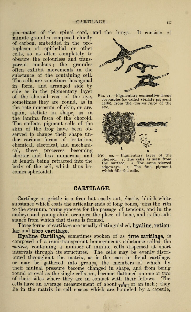 CARTILAGE. pia mater of the spinal cord, and minute granules composed chiefly of carbon, embedded in the pro- toplasm of epithelial or other cells, so as often completely to obscure the colourless and trans- parent nucleus ; the granules often exhibit movements in the substance of the containing cell. The cells are sometimes hexagonal in form, and arranged side by side as in the pigmentary layer of the choroid coat of the eye, sometimes they are round, as in the rete mncosum of skin, or are, again, stellate in shape, as in the lamina fusca of the choroid. The stellate pigment cells of the skin of the frog have been ob- served to change their shape un- der various forms of irritation, chemical, electrical, and mechani- cal, these processes becoming shorter and less numerous, and at length being retracted into the body of the cell, which thus be- comes spheroidal. the lungs. It consists of Pkj. 21.—Pigmentary connective-tissue corpuscles (so-called stellate pigment cells), from the lamina fusca of the eye. Fig. 22. — Pigmentary layer of the choroid, i. The cells as seen from the surface. 2. The same viewed edgeways. 3. The fine pigment which fills the cells. CARTILAGE. Cartilage or gristle is a firm but easily cut, elastic, bluish-white substance which coats the articular ends of long bones, joins the ribs to the sternum, forms grooves for the passage of tendons, and in the embryo and young child occupies the place of bone, and is the sub- stance from which that tissue is formed. Three forms of cartilage are usually distinguished, hyaline, reticu- lar, and fibro-cartilage. Hyaline Cartilage, sometimes spoken of as true cartilage, is composed of a semi-transparent homogeneous substance called the matrix, containing a number of minute cells dispersed at short intervals through its structures. The cells may be evenly distri- buted throughout the matrix, as is the case in foetal cartilage, or may be gathered into groups, the members of which by their mutual pressure become changed in shape, and from being round or oval as the single cells are, become flattened on one or two of their sides where they are in contact with their fellows. The cells have an average measurement of about Youn °f an mcn > *ne^ lie in the matrix in cell spaces which are bounded by a capsule,