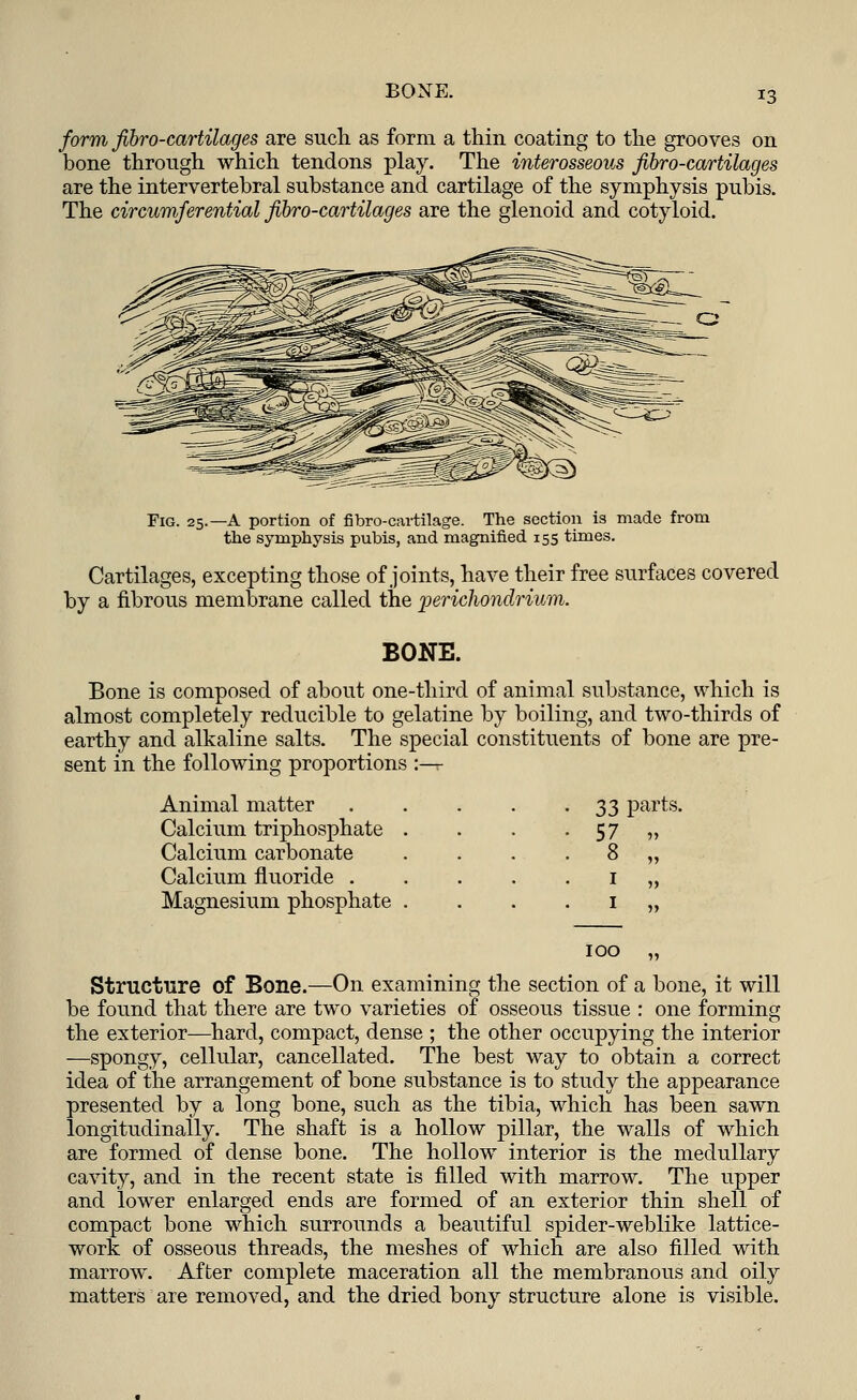BONE. form fibro-cartilages are sucli as form a thin coating to the grooves on bone through which tendons play. The interosseous fibro-cartilages are the intervertebral substance and cartilage of the symphysis pubis. The circumferential fibro-cartilages are the glenoid and cotyloid. Fig. 25.—A portion of fibro-cartilage. The section is made from the symphysis pubis, and magnified 155 times. Cartilages, excepting those of joints, have their free surfaces covered by a fibrous membrane called the perichondrium. BONE. Bone is composed of about one-third of animal substance, which is almost completely reducible to gelatine by boiling, and two-thirds of earthy and alkaline salts. The special constituents of bone are pre- sent in the following proportions :— Animal matter . 33 parts. Calcium triphosphate . Calcium carbonate • 57 „ . . 8 „ Calcium fluoride . 1 „ Magnesium phosphate . • 1 „ IOO „ Structure of Bone.—On examining the section of a bone, it will be found that there are two varieties of osseous tissue : one forming the exterior—hard, compact, dense ; the other occupying the interior —spongy, cellular, cancellated. The best way to obtain a correct idea of the arrangement of bone substance is to study the appearance presented by a long bone, such as the tibia, which has been sawn longitudinally. The shaft is a hollow pillar, the walls of which are formed of dense bone. The hollow interior is the medullary cavity, and in the recent state is filled with marrow. The upper and lower enlarged ends are formed of an exterior thin shell of compact bone which surrounds a beautiful spider-weblike lattice- work of osseous threads, the meshes of which are also filled with marrow. After complete maceration all the membranous and oily matters are removed, and the dried bony structure alone is visible.