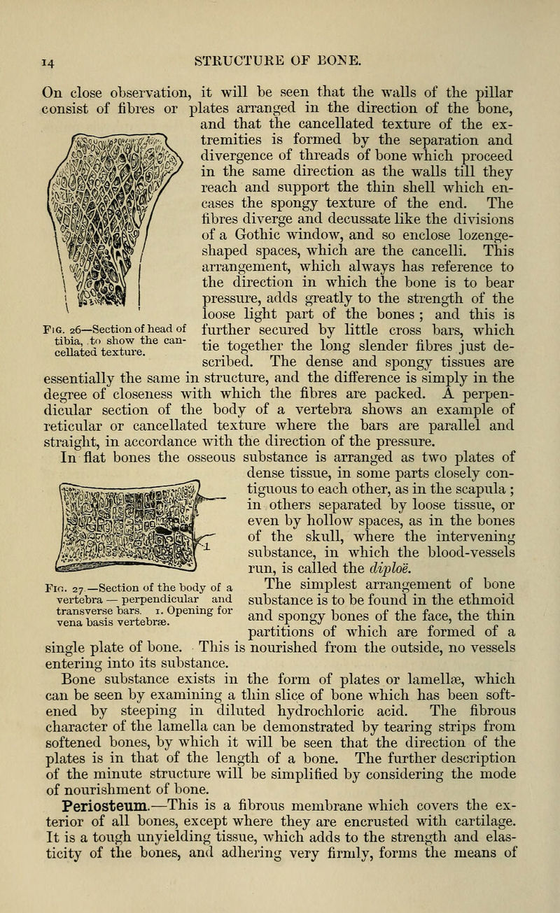 STRUCTURE OF BOSE. Fig. 26—Section of head of tibia, to show the can- cellated texture. On close observation, it will be seen that the walls of the pillar consist of fibres or plates arranged in the direction of the bone, and that the cancellated texture of the ex- tremities is formed by the separation and divergence of threads of bone which proceed in the same direction as the walls till they reach and support the thin shell which en- cases the spongy texture of the end. The fibres diverge and decussate like the divisions of a Gothic window, and so enclose lozenge- shaped spaces, which are the cancelli. This arrangement, which always has reference to the direction in which the bone is to bear pressure, adds greatly to the strength of the loose light part of the bones ; and this is further secured by little cross bars, which tie together the long slender fibres just de- scribed. The dense and spongy tissues are essentially the same in structure, and the difference is simply in the degree of closeness with which the fibres are packed. A perpen- dicular section of the body of a vertebra shows an example of reticular or cancellated texture where the bars are parallel and straight, in accordance with the direction of the pressure. In flat bones the osseous substance is arranged as two plates of dense tissue, in some parts closely con- tiguous to each other, as in the scapula ; in others separated by loose tissue, or even by hollow spaces, as in the bones of the skull, where the intervening substance, in which the blood-vessels run, is called the diploe. The simplest arrangement of bone substance is to be found in the ethmoid and spongy bones of the face, the thin partitions of which are formed of a This is nourished from the outside, no vessels Fio. 27—Section of the body of a vertebra — perpendicular and transverse bars. 1. Opening for vena basis vertebrae. single plate of bone, entering into its substance. Bone substance exists in the form of plates or lamellae, which can be seen by examining a thin slice of bone which has been soft- ened by steeping in diluted hydrochloric acid. The fibrous character of the lamella can be demonstrated by tearing strips from softened bones, by which it will be seen that the direction of the plates is in that of the length of a bone. The further description of the minute structure will be simplified by considering the mode of nourishment of bone. Periosteum.—This is a fibrous membrane which covers the ex- terior of all bones, except where they are encrusted with cartilage. It is a tough unyielding tissue, which adds to the strength and elas- ticity of the bones, and adhering very firmly, forms the means of