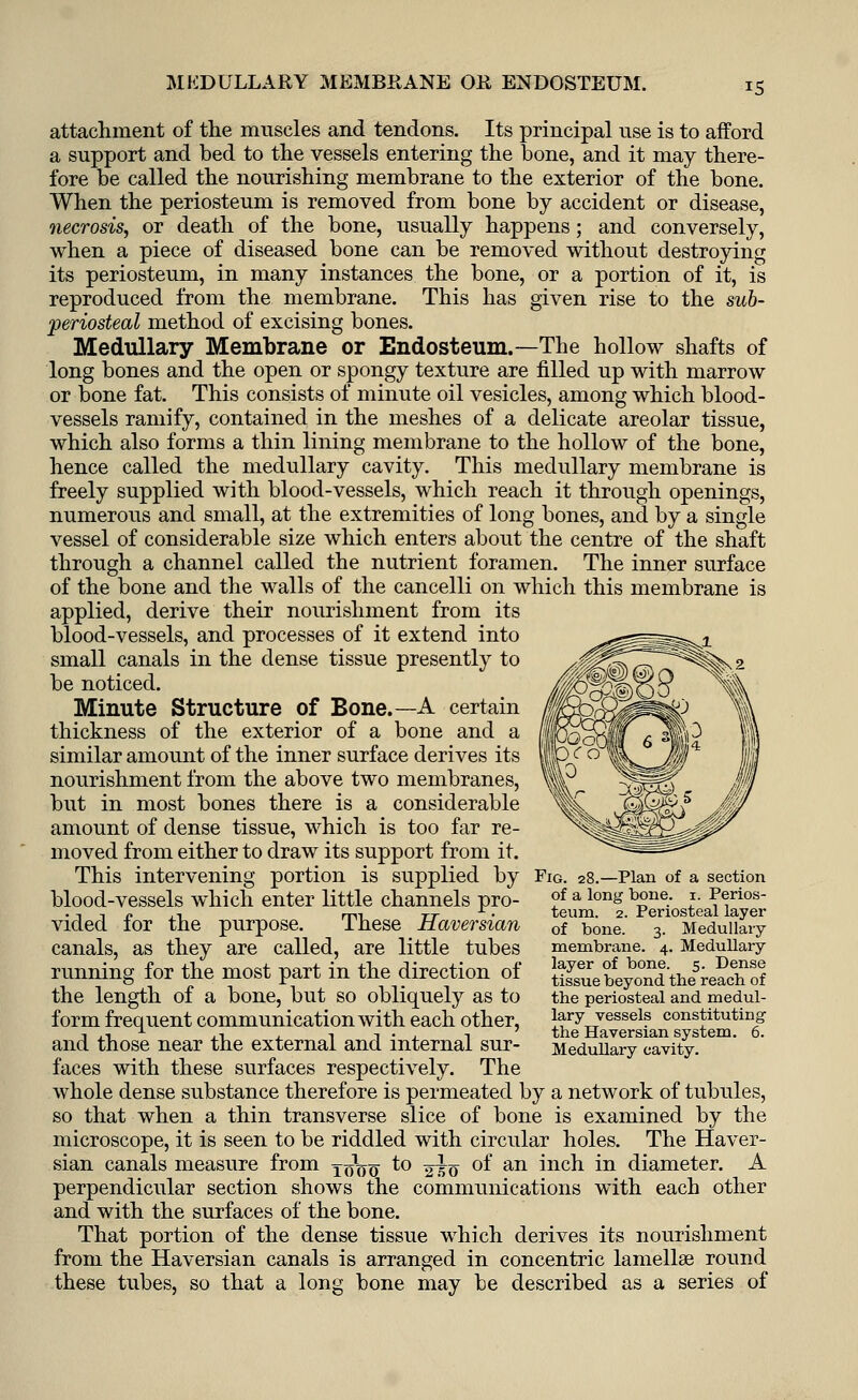 attachment of the muscles and tendons. Its principal use is to afford a support and bed to the vessels entering the bone, and it may there- fore be called the nourishing membrane to the exterior of the bone. When the periosteum is removed from bone by accident or disease, necrosis, or death of the bone, usually happens; and conversely, when a piece of diseased bone can be removed without destroying its periosteum, in many instances the bone, or a portion of it, is reproduced from the membrane. This has given rise to the sub- periosteal method of excising bones. Medullary Membrane or Endosteum.—The hollow shafts of long bones and the open or spongy texture are filled up with marrow or bone fat. This consists of minute oil vesicles, among which blood- vessels ramify, contained in the meshes of a delicate areolar tissue, which also forms a thin lining membrane to the hollow of the bone, hence called the medullary cavity. This medullary membrane is freely supplied with blood-vessels, which reach it through openings, numerous and small, at the extremities of long bones, and by a single vessel of considerable size which enters about the centre of the shaft through a channel called the nutrient foramen. The inner surface of the bone and the walls of the cancelli on which this membrane is applied, derive their nourishment from its blood-vessels, and processes of it extend into small canals in the dense tissue presently to be noticed. Minute Structure of Bone.—A certain thickness of the exterior of a bone and a similar amount of the inner surface derives its nourishment from the above two membranes, but in most bones there is a considerable amount of dense tissue, which is too far re- moved from either to draw its support from it. This intervening portion is supplied by Fig. 28.—Plan of a section blood-vessels which enter little channels pro- ?f a lon# b£ne: ?■ ^rios . n t p , 1 rr,-, T7- • teum. 2. Periosteal layer vided lor the purpose. lhese Haversian 0f bone. 3. Medullary canals, as they are called, are little tubes membrane. 4. Medullary running for the most part in the direction of ^t^t^r^Sft the length Ot a bone, but SO obliquely as to the periosteal and medul- f orm freq uent communication with each other, Jary vessels constituting -, ,■. * ,, -!-!•. i the Haversian system. 6. and those near the external and internal sur- Medullary cavity. faces with these surfaces respectively. The whole dense substance therefore is permeated by a network of tubules, so that when a thin transverse slice of bone is examined by the microscope, it is seen to be riddled with circular holes. The Haver- sian canals measure from j^q to ^q of an inch in diameter. A perpendicular section shows the communications with each other and with the surfaces of the bone. That portion of the dense tissue which derives its nourishment from the Haversian canals is arranged in concentric lamellae round these tubes, so that a long bone may be described as a series of