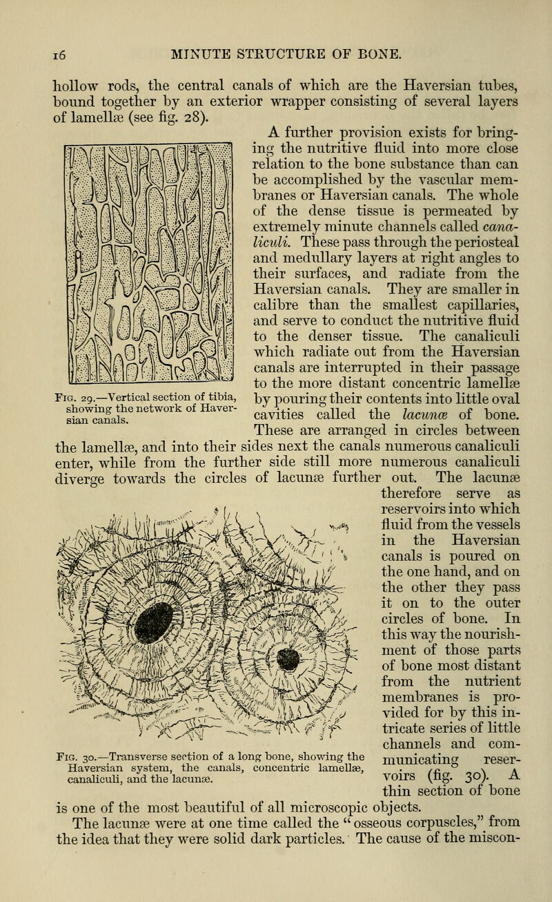 Fig. 29.—Vertical section of tibia, showing the network of Haver- sian canals. hollow rods, the central canals of which are the Haversian tubes, bound together by an exterior wrapper consisting of several layers of lamellae (see fig. 28). A further provision exists for bring- ing the nutritive fluid into more close relation to the bone substance than can be accomplished by the vascular mem- branes or Haversian canals. The whole of the dense tissue is permeated by extremely minute channels called cana- liculi. These pass through the periosteal and medullary layers at right angles to their surfaces, and radiate from the Haversian canals. They are smaller in calibre than the smallest capillaries, and serve to conduct the nutritive fluid to the denser tissue. The canaliculi which radiate out from the Haversian canals are interrupted in their passage to the more distant concentric lamellae by pouring their contents into little oval cavities called the lacunce of bone. These are arranged in circles between the lamellae, and into their sides next the canals numerous canaliculi enter, while from the further side still more numerous canaliculi diverge towards the circles of lacunae further out. The lacunae therefore serve as reservoirs into which fluid from the vessels in the Haversian canals is poured on the one hand, and on the other they pass it on to the outer circles of bone. In this way the nourish- ment of those parts of bone most distant from the nutrient membranes is pro- vided for by this in- tricate series of little channels and com- municating reser- voirs (fig. 30). A thin section of bone is one of the most beautiful of all microscopic objects. The lacunae were at one time called the  osseous corpuscles, from the idea that they were solid dark particles. The cause of the miscon- Fig. 30.—Transverse section of a long bone, showing the Haversian system, the canals, concentric lamellae, canaliculi, and the lacunae.