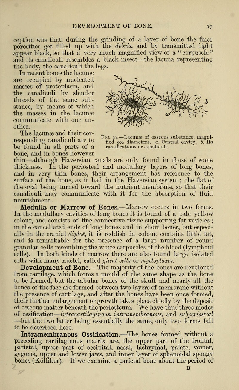 ception was that, during the grinding of a layer of bone the finer porosities get filled up with the debris, and by transmitted light appear black, so that a very much magnified view of a  corpuscle  and its canaliculi resembles a black insect—the lacuna representing the body, the canaliculi the legs. In recent bones the lacunas are occupied by nucleated masses of protoplasm, and the canaliculi by slender threads of the same sub- stance, by means of which the masses in the lacunas communicate with one an- other. The lacunas and their cor- _ t t t , Fig. -ii.—Lacunae of osseous substance, magni- respondmg canaliculi are to fie(f soo diameters. a. Central cavity, b. Its be found in all parts of a ramifications or canaliculi. bone, and in bones however thin—although Haversian canals are only found in those of some thickness. In the periosteal and medullary layers of long bones, and in very thin bones, their arrangement has reference to the surface of the bone, as it had in the Haversian system; the flat of the oval being turned toward the nutrient membrane, so that their canaliculi may communicate with it for the absorption of fluid nourishment. Medulla or Marrow of Bones.—Marrow occurs in two forms. In the medullary cavities of long bones it is found of a pale yellow colour, and consists of fine connective tissue supporting fat vesicles ; in the cancellated ends of long bones and in short bones, but especi- ally in the cranial diploe, it is reddish in colour, contains little fat, and is remarkable for the presence of a large number of round granular cells resembling the white corpuscles of the blood (lymphoid cells). In both kinds of marrow there are also found large isolated cells with many nuclei, called giant cells or niyeloplaxes. Development of Bone.—The majority of the bones are developed from cartilage, which forms a mould of the same shape as the bone to be formed, but the tabular bones of the skull and nearly all the bones of the face are formed between two layers of membrane without the presence of cartilage, and after the bones have been once formed, their further enlargement or growth takes place chiefly by the deposit of osseous matter beneath the periosteum. We have thus three modes of ossification—intracartilaginous, intramembranous, and subperiosteal —but the two latter being essentially the same, only two forms fall to be described here. Intramembranous Ossification.—The bones formed without a preceding cartilaginous matrix are, the upper part of the frontal, parietal, upper part of occipital, nasal, lachrymal, palate, vomer, zygoma, upper and lower jaws, and inner layer of sphenoidal spongy bones (Kolliker). If we examine a parietal bone about the period of B