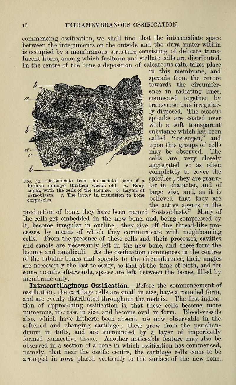 commencing ossification, we shall find that the intermediate space between the integuments on the outside and the dura mater within is occupied by a membranous structure consisting of delicate trans- lucent fibres, among which fusiform and stellate cells are distributed. In the centre of the bone a deposition of calcareous salts takes place in this membrane, and spreads from the centre towards the circumfer- ence in radiating lines, connected together by transverse bars irregular- ly disposed. The osseous spiculse are coated over with a soft transparent, substance which has been called  osteogen, and upon this groups of cells may be observed. The cells are very closely aggregated so as often completely to cover the spicules ; they are granu- lar in character, and of large size, and, as it is believed that they are the active agents in the production of bone, they have been named  osteoblasts. Many of the cells get embedded in the new bone, and, being compressed by it, become irregular in outline ; they give off fine thread-like pro- cesses, by means of which they communicate with neighbouring cells. From the presence of these cells and their processes, cavities and canals are necessarily left in the new bone, and these form the lacunae and canaliculi. As the ossification commences in the centres of the tabular bones and spreads to the circumference, their angles are necessarily the last to ossify, so that at the time of birth, and for some months afterwards, spaces are left between the bones, filled by membrane only. Intracartilaginous Ossification.—Before the commencement of ossification, the cartilage cells are small in size, have a rounded form, and are evenly distributed throughout the matrix. The first indica- tion of approaching ossification is, that these cells become more numerous, increase in size, and become oval in form. Blood-vessels also, which have hitherto been absent, are now observable in the softened and changing cartilage ; these grow from the perichon- drium in tufts, and are surrounded by a layer of imperfectly formed connective tissue. Another noticeable feature may also be observed in a section of a bone in which ossification has commenced, namely, that near the ossific centre, the cartilage cells come to be arranged in rows placed vertically to the surface of the new bone. Fig. 32.—Osteoblasts from the parietal bone of a human embryo thirteen weeks old. a. Bony- septa, with the cells of the lacuna?, b. Layers of osteoblasts, c. The latter in transition to bone corpuscles.