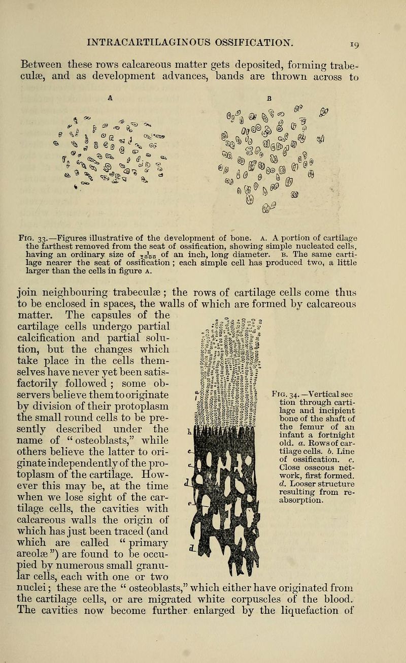 *9 Between these rows calcareous matter gets deposited, forming trabe- cular, and as development advances, bands are thrown across to **** ® ^ ? Fio. 33.—Figures illustrative of the development of bone. a. A portion of cartilage the farthest removed from the seat of ossification, showing simple nucleated cells, having an ordinary size of j^Vo of an inch, long diameter, b. The same carti- lage nearer the seat of ossification; each simple cell has produced two, a little larger than the cells in figure a. join neighbouring trabecular; the rows of cartilage cells come thus to be enclosed in spaces, the walls of which are formed by calcareous matter. The capsules of the „ _ cartilage cells undergo partial calcification and partial solu- tion, but the changes which take place in the cells them- selves have never yet been satis- factorily followed; some ob- servers believe them to originate ftffllffifffvt Jfflillflf ■■■■■«nr by division of their protoplasm the small round cells to be pre- sently described under the name of  osteoblasts, while others believe the latter to ori- ginate independently of the pro- toplasm of the cartilage. How- ever this may be, at the time when we lose sight of the car- tilage cells, the cavities with calcareous walls the origin of which has just been traced (and which are called  primary areolae ) are found to be occu- pied by numerous small granu- lar cells, each with one or two nuclei; these are the  osteoblasts, which either have originated from the cartilage cells, or are migrated white corpuscles of the blood. The cavities now become further enlarged by the liquefaction of Fig. 34.—Vertical sec tion through carti- lage and incipient bone of the shaft of the femur of an infant a fortnight old. a. Rows of car- tilage cells, b. Line of ossification, c. Close osseous net- work, first formed. d. Looser structure resulting from re- absorption.