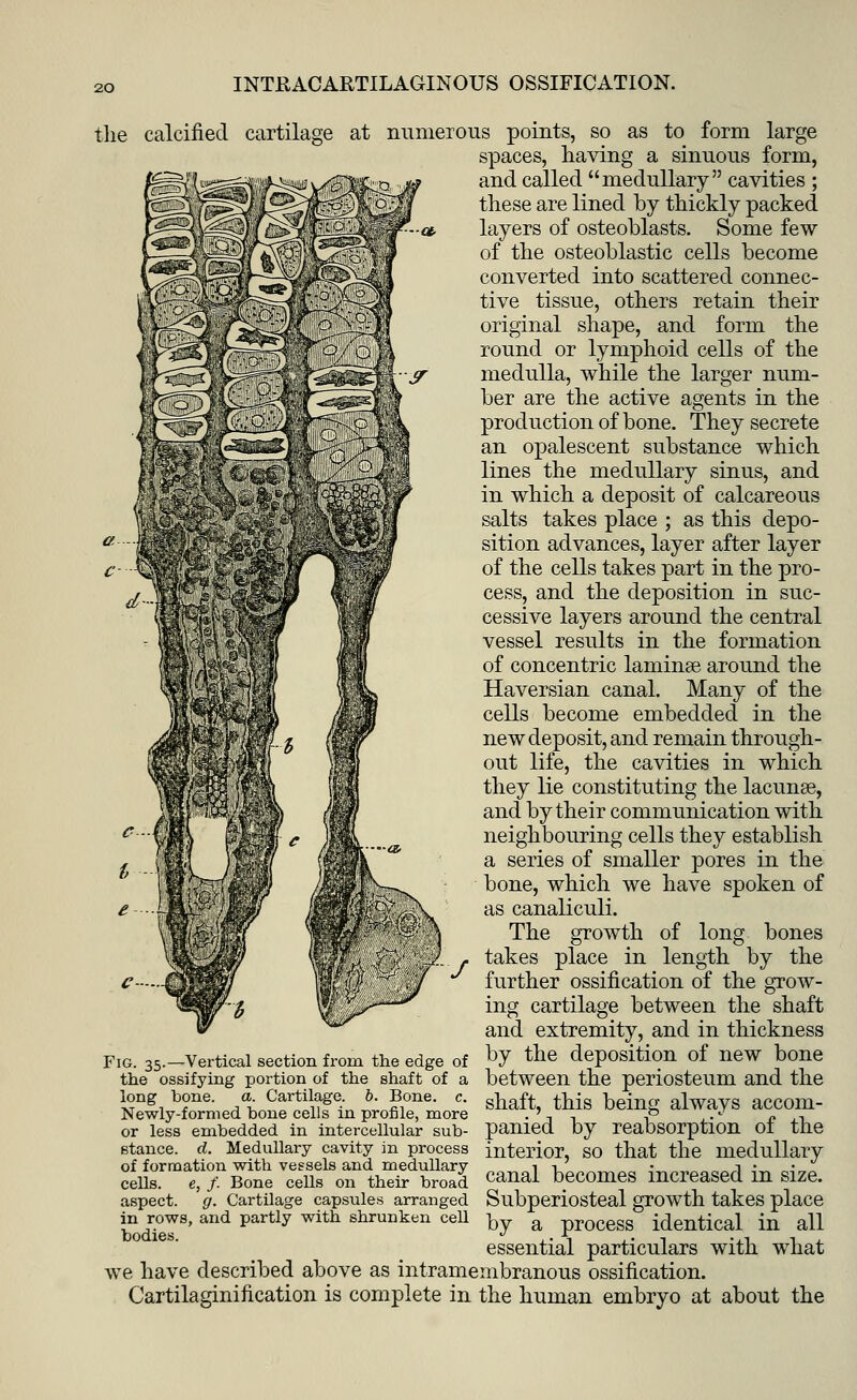 the calcified cartilage at numerous points, so as to form large spaces, having a sinuous form, and called medullary cavities ; these are lined by thickly packed layers of osteoblasts. Some few of the osteoblastic cells become converted into scattered connec- tive tissue, others retain their original shape, and form the round or lymphoid cells of the medulla, while the larger num- ber are the active agents in the production of bone. They secrete an opalescent substance which lines the medullary sinus, and in which a deposit of calcareous salts takes place ; as this depo- sition advances, layer after layer of the cells takes part in the pro- cess, and the deposition in suc- cessive layers around the central vessel results in the formation of concentric laminae around the Haversian canal. Many of the cells become embedded in the new deposit, and remain through- out life, the cavities in which they lie constituting the lacunae, and by their communication with neighbouring cells they establish a series of smaller pores in the bone, which we have spoken of as canaliculi. The growth of long bones takes place in length by the further ossification of the grow- ing cartilage between the shaft and extremity, and in thickness Fig. 35—Vertical section from the edge of b7 tne deposition of new bone the ossifying portion of the shaft of a between the periosteum and the long bone. a Cartilage, b. Bone. c. g^ft tMs being always accom- Newly-formed bone cells in profile, more . ', , P ..J * .-, or less embedded in intercellular sub- panied by reabsorption ot the stance, d. Medullary cavity in process interior, SO that the medullary of formation with vessels and medullary „ it,. „, „ *.„„ a ,•„ „,•„„ cells, e, f. Bone cells on their broad canal becomes increased m size. aspect. g. Cartilage capsules arranged Subperiosteal growth takes place bociieT8' and ParUy With shrunken cel1 by a process identical in all essential particulars with what we have described above as intramembranous ossification. Cartilaginification is complete in the human embryo at about the