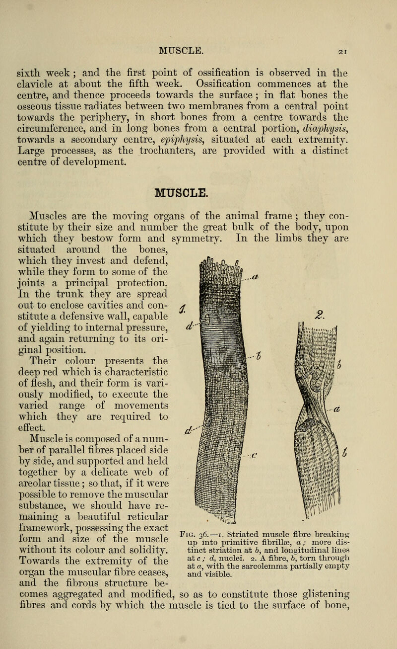 sixth week; and the first point of ossification is observed in the clavicle at about the fifth week. Ossification commences at the centre, and thence proceeds towards the surface ; in flat bones the osseous tissue radiates between two membranes from a central point towards the periphery, in short bones from a centre towards the circumference, and in long bones from a central portion, diaphysis, towards a secondary centre, epiphysis, situated at each extremity. Large processes, as the trochanters, are provided with a distinct centre of development. MUSCLE. Muscles are the moving organs of the animal frame ; they con- stitute by their size and number the great bulk of the body, upon which they bestow form and symmetry. In the limbs they are situated around the bones, which they invest and defend, while they form to some of the joints a principal protection. In the trunk they are spread out to enclose cavities and con- stitute a defensive wall, capable of yielding to internal pressure, and again returning to its ori- ginal position. Their colour presents the deep red which is characteristic of flesh, and their form is vari- ously modified, to execute the varied range of movements which they are required to effect. Muscle is composed of a num- ber of parallel fibres placed side by side, and supported and held together by a delicate web of areolar tissue; so that, if it were possible to remove the muscular substance, we should have re- maining a beautiful reticular framework, possessing the exact form and size of the muscle without its colour and solidity. Towards the extremity of the organ the muscular fibre ceases, and the fibrous structure be- comes aggregated and modified, so as to constitute those glistening fibres and cords by which the muscle is tied to the surface of bone, Fig. 36.—1. Striated muscle fibre breaking up into primitive fibrillse, a; more dis- tinct striation at b, and longitudinal lines at c ; d, nuclei. 2. A fibre, b, torn through at a, with the sarcolemma partially empty and visible.