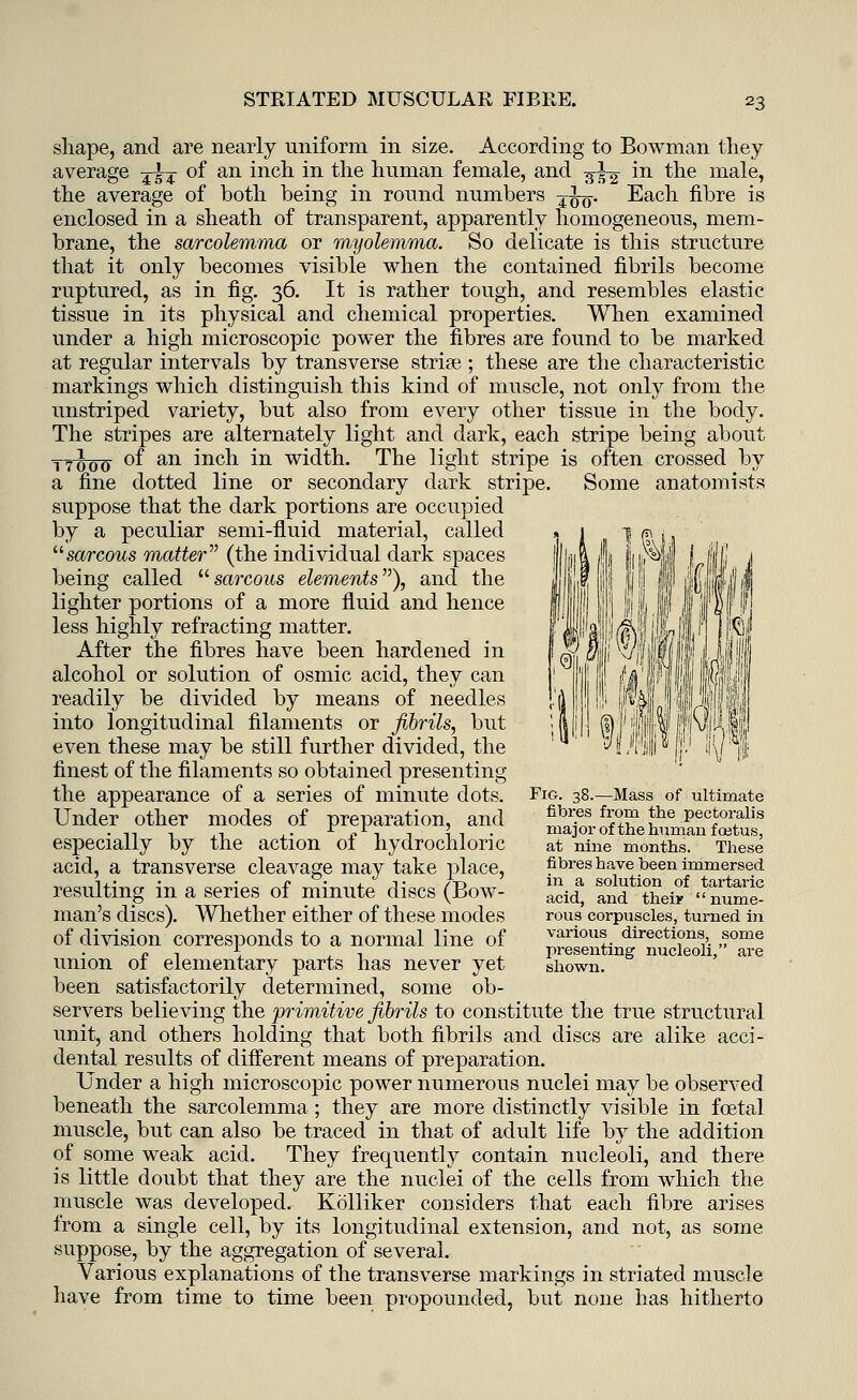 shape, and are nearly uniform in size. According to Bowman they average -^j of an inch in the human female, and 3-^2 in the male, the average of both being in round numbers -^^. Each fibre is enclosed in a sheath of transparent, apparently homogeneous, mem- brane, the sarcolemma or myolemma. So delicate is this structure that it only becomes visible when the contained fibrils become ruptured, as in fig. 36. It is rather tough, and resembles elastic tissue in its physical and chemical properties. When examined under a high microscopic power the fibres are found to be marked at regular intervals by transverse striae ; these are the characteristic markings which distinguish this kind of muscle, not only from the unstriped variety, but also from every other tissue in the body. The stripes are alternately light and dark, each stripe being about t7o00 of an inch in width. The light stripe is often crossed by a fine dotted line or secondary dark stripe. Some anatomists suppose that the dark portions are occupied by a peculiar semi-fluid material, called sarcous matter (the individual dark spaces being called sarcous elements), and the lighter portions of a more fluid and hence less highly refracting matter. After the fibres have been hardened in alcohol or solution of osmic acid, they can readily be divided by means of needles into longitudinal filaments or fibrils, but even these may be still further divided, the finest of the filaments so obtained presenting the appearance of a series of minute dots. Under other modes of preparation, and especially by the action of hydrochloric acid, a transverse cleavage may take place, resulting in a series of minute discs (Bow- man's discs). Whether either of these modes of division corresponds to a normal line of union of elementary parts has never yet been satisfactorily determined, some ob- servers believing the primitive fibrils to constitute the true structural unit, and others holding that both fibrils and discs are alike acci- dental results of different means of preparation. Under a high microscopic power numerous nuclei may be observed beneath the sarcolemma; they are more distinctly visible in foetal muscle, but can also be traced in that of adult life by the addition of some weak acid. They frequently contain nucleoli, and there is little doubt that they are the nuclei of the cells from which the muscle was developed. Kblliker considers that each fibre arises from a single cell, by its longitudinal extension, and not, as some suppose, by the aggregation of several. Various explanations of the transverse markings in striated muscle have from time to time been propounded, but none has hitherto Pig 38.—Mass of ultimate fibres from the pectoralis major of the human foetus, at nine months. These fibres have been immersed in a solution of tartaric acid, and theiy nume- rous corpuscles, turned in various directions, some presenting nucleoli, are shown.