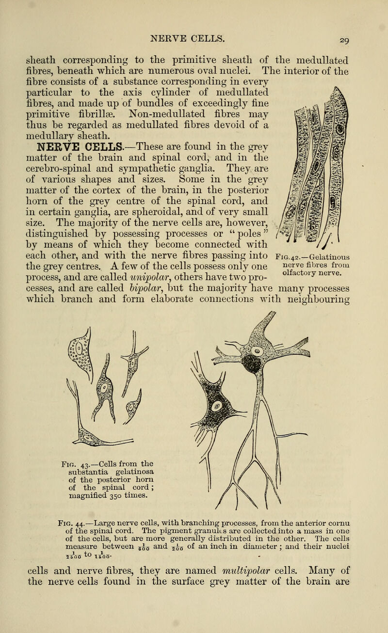 sheath corresponding to the primitive sheath of the medullated fibres, beneath which are numerous oval nuclei. The interior of the fibre consists of a substance corresponding in every particular to the axis cylinder of medullated fibres, and made up of bundles of exceedingly fine primitive fibrillar Non-medullated fibres may thus be regarded as medullated fibres devoid of a medullary sheath. NERVE CELLS.—These are found in the grey matter of the brain and spinal cord, and in the cerebro-spinal and sympathetic ganglia. They are of various shapes and sizes. Some in the grey matter of the cortex of the brain, in the posterior horn of the grey centre of the spinal cord, and in certain ganglia, are spheroidal, and of very small size. The majority of the nerve cells are, however, distinguished by possessing processes or  poles by means of which they become connected with each other, and with the nerve fibres passing into the grey centres. A few of the cells possess only one process, and are called unipolar, others have two pro- cesses, and are called bipolar, but the majority have many processes which branch and form elaborate connections with neighbouring Fig. 42.—Gelatinous nerve fibres from olfactory nerve. Fig. 43.—Cells from the substantia gelatinosa of the posterior horn of the spinal cord; magnified 350 times. Fig. 44.—Large nerve cells, with branching processes, from the anterior cornu of the spinal cord. The pigment granuks are collected into a mass in one of the cells, but are more generally distributed in the other. The cells measure between ?J0 and ?±u °^ an inch in diameter ; and their nuclei s-sav to tsofi. cells and nerve fibres, they are named multipolar cells. Many of the nerve cells found in the surface grey matter of the brain are