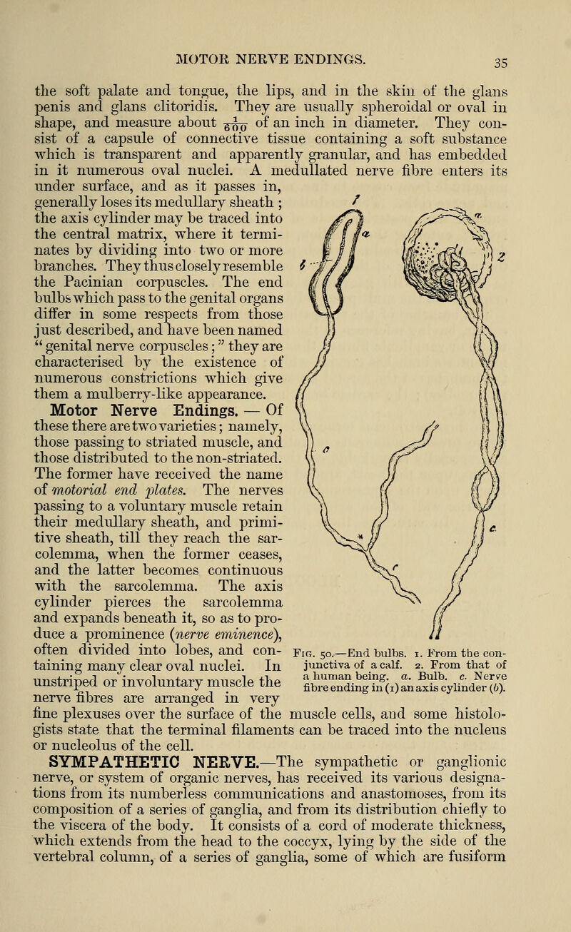 MOTOR NERVE ENDINGS. the soft palate and tongue, the lips, and in the skin of the glans penis and glans clitoridis. They are usually spheroidal or oval in shape, and measure about ^fa of an inch in diameter. The}' con- sist of a capsule of connective tissue containing a soft substance which is transparent and apparently granular, and has embedded in it numerous oval nuclei. A medullated nerve fibre enters its under surface, and as it passes in, generally loses its medullary sheath ; the axis cylinder may be traced into the central matrix, where it termi- nates by dividing into two or more branches. They thus closely resemble the Pacinian corpuscles. The end bulbs which pass to the genital organs differ in some respects from those just described, and have been named  genital nerve corpuscles; they are characterised by the existence of numerous constrictions which give them a mulberry-like appearance. Motor Nerve Endings. — Of these there are two varieties; namely, those passing to striated muscle, and those distributed to the non-striated. The former have received the name of motorial end |jZa£es. The nerves passing to a voluntary muscle retain their medullary sheath, and primi- tive sheath, till they reach the sar- colemma, when the former ceases, and the latter becomes continuous with the sarcolemma. The axis cylinder pierces the sarcolemma and expands beneath it, so as to pro- duce a prominence (nerve eminence), often divided into lobes, and con- taining many clear oval nuclei. In unstriped or involuntary muscle the nerve fibres are arranged in very fine plexuses over the surface of the muscle cells, arid some histolo- gists state that the terminal filaments can be traced into the nucleus or nucleolus of the cell. SYMPATHETIC NERVE.—The sympathetic or ganglionic nerve, or system of organic nerves, has received its various designa- tions from its numberless communications and anastomoses, from its composition of a series of ganglia, and from its distribution chiefly to the viscera of the body. It consists of a cord of moderate thickness, which extends from the head to the coccyx, lying by the side of the vertebral column, of a series of ganglia, some of which are fusiform Fig. 50.—End bulbs. 1. From the con- junctiva of a calf. 2. From that of a human being, a. Bulb, c NerTO fibre ending in (1) an axis cylinder (6).