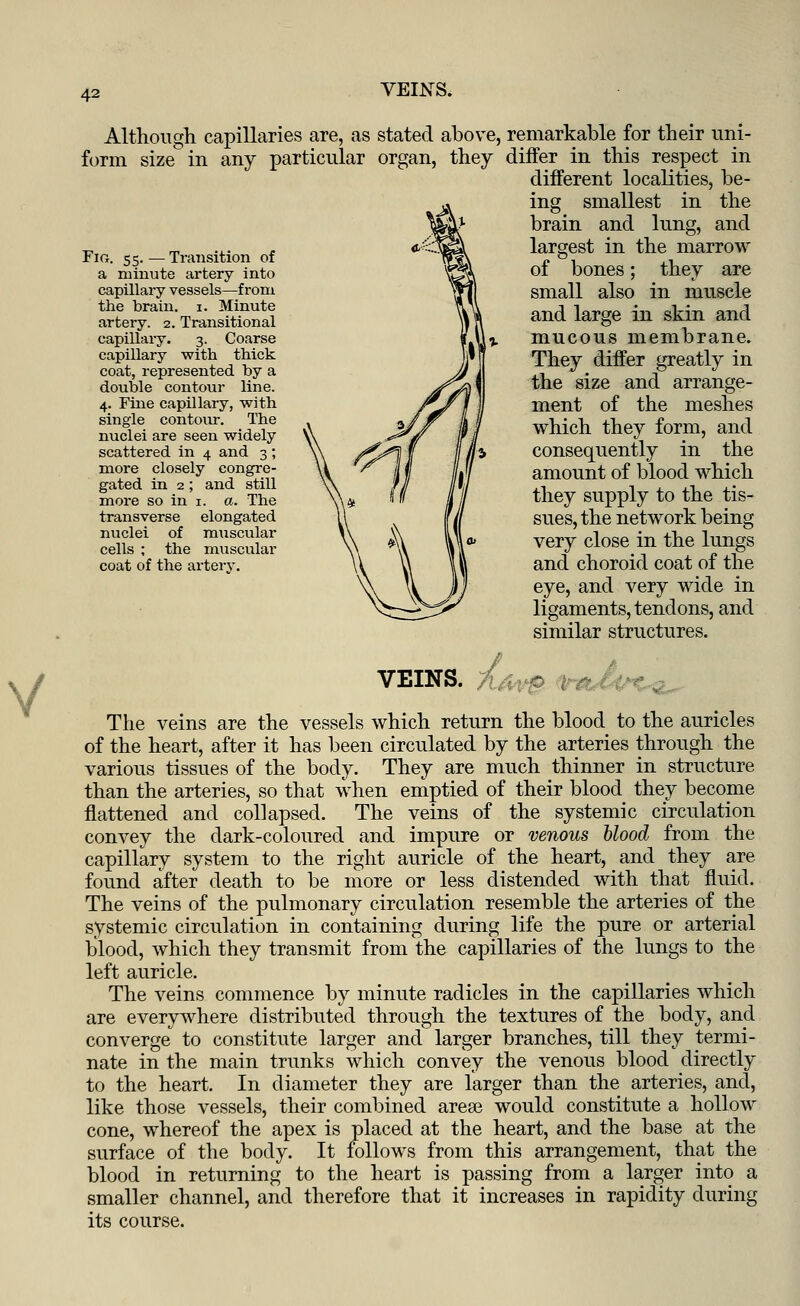 Although capillaries are, as stated above, form size in any particular organ, they Fig. 55. — Transition of a minute artery into capillary vessels—from the brain. 1. Minute artery. 2. Transitional capillary. 3. Coarse capillary with thick coat, represented by a double contour line. 4. Fine capillary, with single contour. The nuclei are seen widely scattered in 4 and 3 ; more closely congre- gated in 2; and still more so in 1. a. The transverse elongated nuclei of muscular cells ; the muscular coat of the artery. remarkable for their uni- differ in this respect in different localities, be- ing smallest in the brain and lung, and largest in the marrow of bones; they are small also in muscle and large in skin and mucous membrane. They differ greatly in the size and arrange- ment of the meshes which they form, and consequently in the amount of blood which they supply to the tis- sues, the network being very close in the lungs and choroid coat of the eye, and very wide in ligaments, tendons, and similar structures. / VEINS. The veins are the vessels which return the blood to the auricles of the heart, after it has been circulated by the arteries through the various tissues of the body. They are much thinner in structure than the arteries, so that when emptied of their blood they become flattened and collapsed. The veins of the systemic circulation convey the dark-coloured and impure or venous blood from the capillary system to the right auricle of the heart, and they are found after death to be more or less distended with that fluid. The veins of the pulmonary circulation resemble the arteries of the systemic circulation in containing during life the pure or arterial blood, which they transmit from the capillaries of the lungs to the left auricle. The veins commence by minute radicles in the capillaries which are everywhere distributed through the textures of the body, and converge to constitute larger and larger branches, till they termi- nate in the main trunks which convey the venous blood directly to the heart. In diameter they are larger than the arteries, and, like those vessels, their combined arese would constitute a hollow cone, whereof the apex is placed at the heart, and the base at the surface of the body. It follows from this arrangement, that the blood in returning to the heart is passing from a larger into a smaller channel, and therefore that it increases in rapidity during its course.