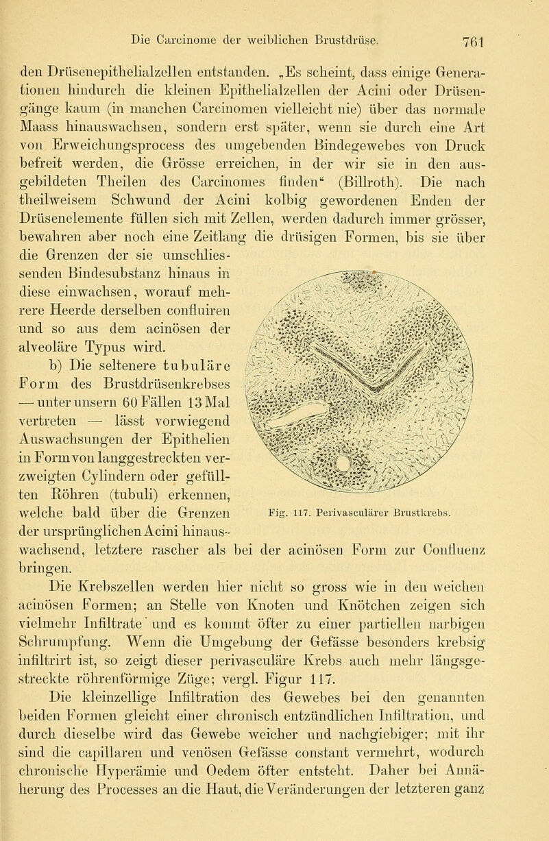 M den Drüsenepithelialzellen entstanden. „Es scheint, dass einige Genera- tionen hindurch, die kleinen Epithelialzellen der Acini oder Drüsen- gänge kaum (in manchen Carcinomen vielleicht nie) über das normale Maass hinauswachsen, sondern erst spater, wenn sie durch eine Art von Erweichungsprocess des umgebenden Bindegewebes von Druck befreit werden, die Grösse erreichen, in der wir sie in den aus- gebildeten Theilen des Carcinomes finden (Billroth). Die nach theilweisem Schwund der Acini kolbig gewordenen Enden der Drüsenelemente füllen sich mit Zellen, werden dadurch immer grösser, bewahren aber noch eine Zeitlang die drüsigen Formen, bis sie über die Grenzen der sie umschlies- senden Bindesubstanz hinaus in -^ v-;,%> .• diese einwachsen, worauf meh- /A,--;,~f '':''-'''''/. :,^\ rere Heerde derselben confluiren vJ;--.. •-•, ■ '.-;';.v-w\ und so aus dem acinösen der alveoläre Typus wird. b) Die seltenere tubuläre Form des Brustdrüsenkrebses — unter unsern 60 Fällen 13 Mal vertreten — lässt vorwiegend Auswachsungen der Epithelien in Form von langgestreckten ver- zweigten Cylindern oder gefüll- ten Röhren (tubuli) erkennen, welche bald über die Grenzen der ursprünglichen Acini hinaus- wachsend, letztere rascher als bei der acinösen Form zur Confluenz bringen. Die Krebszellen werden hier nicht so gross wie in den weichen acinösen Formen; an Stelle von Knoten und Knötchen zeigen sich vielmehr Infiltrate und es kommt öfter zu einer partiellen narbigen Schrumpfung. Wenn die Umgebung der Gefässe besonders krebsig infiltrirt ist, so zeigt dieser perivasculäre Krebs auch mehr längsge- streckte röhrenförmige Züge; vergl. Figur 117. Die kleinzellige Infiltration des Gewebes bei den genannten beiden Formen gleicht einer chronisch entzündlichen Infiltration, und durch dieselbe wird das Gewebe weicher und nachgiebiger; mit ihr sind die capillaren und venösen Gefässe constant vermehrt, wodurch chronische Hyperämie und Oedem öfter entsteht. Daher bei Annä- herung des Processes an die Haut, die Veränderungen der letzteren ganz m. Fig. 117. Perivasculärer Brustkrebs.