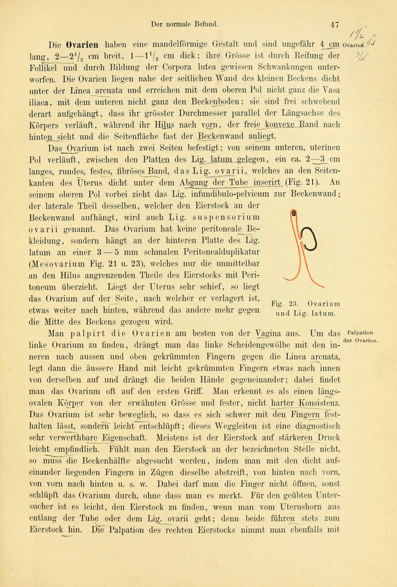 /jL „ Die Ovarien haben eine mandelförmige Gestalt und sind ungefähr 4 _cm OvaiW.^ lang, 2—2x/2 cm breit, 1—l1^ cm dick; ihre Grösse ist durch Reifung der %/' Follikel und durch Bildung der Corpora lutea gewissen Schwankungen unter- worfen. Die Ovarien liegen nahe der seitlichen Wand des kleinen Beckens dicht unter der Linea arcuata und erreichen mit dem oberen Pol nicht ganz die Vasa iliaca, mit dem unteren nicht ganz den Beckenboden; sie sind frei schwebend derart aufgehängt, dass ihr grösster Durchmesser parallel der Längsachse des Körpers verläuft, während ihr Hikis nach vorn, der freie_konve.xß_Band nach hinterzieht und die Seitenfläche fast der Beckenwand anliegt. Das Ovarium ist nach zwei Seiten befestigt; von seinem unteren, uterinen Pol verläuft, zwischen den Platten des Lig._la.tum_gelegen, ein ca. 2^—3_ cm langes, rundes, festes, fibröses_Band, das L i gjjDvjir i i, welches an den Seiten- kanten des Uterus dicht unter dem Abgang_der Tube inserirt (Fig. 21). An seinem oberen Pol vorbei zieht das Lig. infundibulo-pelvicum zur Beckenwand; der laterale Theil desselben, welcher den Eierstock an der Beckenwand aufhängt, wird auch Lig. Suspensorium ovarii genannt. Das Ovarium hat keine peritoneal^ Be- kleidung, sondern hängt an der hinteren Platte des Lig. latum an einer 3 — 5 mm schmalen Peritonealduplikatur (Mesovarium Fig. 21 u. 23), welches nur die unmittelbar an den Hilus angrenzenden Theile des Eierstocks mit Peri- toneum überzieht. Liegt der Uterus sehr schief, so liegt das Ovarium auf der Seite, nach welcher er verlagert ist, i ° Fig. 23. Ovarium etwas weiter nach hinten, während das andere mehr gegen und L- latum die Mitte des Beckens gezogen wird. Man palpirt die Ovarien am besten von der Vagina aus. Um das Miktion linke Ovarium zu finden, drängt man das linke Scheidengewölbe mit den in- neren nach aussen und oben gekrümmten Fingern gegen die Linea arcuata, legt dann die äussere Hand mit leicht gekrümmten Fingern etwas nach innen von derselben auf und drängt die beiden Hände gegeneinander; dabei findet man das Ovarium oft auf den ersten Griff. Man erkennt es als einen längs- ovalen Körper von der erwähnten Grösse und fester, nicht harter Konsistenz. Das Ovarium ist sehr beweglich, so dass es sich schwer mit den Fingern fest- halten lässt, sondern leicht entschlüpft; dieses Weggleiten ist eine diagnostisch sehr verwerthbare Eigenschaft. Meistens ist der Eierstock auf stärkeren Druck leicht empfindlich. Fühlt man den Eierstock an der bezeichneten Stelle nicht, so muss die Beckenhälfte abgesucht werden, indem man mit den dicht auf- einander liegenden Fingern in Zügen dieselbe abstreift, von hinten nach vorn, von vorn nach hinten u. s. w. Dabei darf man die Finger nicht öffnen, sonst schlüpft das Ovarium durch, ohne dass man es merkt. Für den geübten Unter- sucher ist es leicht, den Eierstock zu finden, wenn man vom Uterushorn aus entlang der Tube oder dem Lig. ovarii geht; denn beide führen^stets zum Eierstock hin. Die Palpation des rechten Eierstocks nimmt man ebenfalls mit