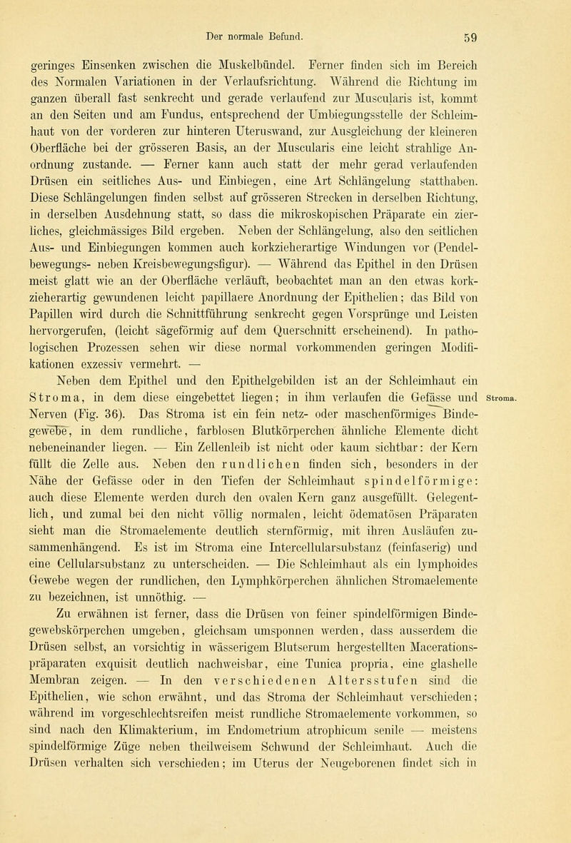 geringes Einsenken zwischen die Muskelbündel. Ferner finden sich im Bereich des Normalen Variationen in der Verlaufsrichtung. Während die Richtung im ganzen überall fast senkrecht und gerade verlaufend zur Muscularis ist, kommt an den Seiten und am Fundus, entsprechend der TJmbiegungsstelle der Schleim- haut von der vorderen zur hinteren Uteruswand, zur Ausgleichung der kleineren Oberfläche bei der grösseren Basis, an der Muscularis eine leicht strahlige An- ordnung zustande. — Ferner kann auch statt der mehr gerad verlaufenden Drüsen ein seitliches Aus- und Einbiegen, eine Art Schlängelung statthaben. Diese Schlängelungen finden selbst auf grösseren Strecken in derselben Richtung, in derselben Ausdehnung statt, so dass die mikroskopischen Präparate ein zier- liches, gleichmässiges Bild ergeben. Neben der Schlängelung, also den seitlichen Aus- und Einbiegungen kommen auch korkzieherartige Windungen vor (Pendel- bewegungs- neben Kreisbewegungsfigur). — Während das Epithel in den Drüsen meist glatt wie an der Oberfläche verläuft, beobachtet man an den etwas kork- zieherartig gewundenen leicht papillaere Anordnung der Epithelien; das Bild von Papillen wird durch die Schnittführung senkrecht gegen Vorsprünge und Leisten hervorgerufen, (leicht sägeförmig auf dem Querschnitt erscheinend). In patho- logischen Prozessen sehen wir diese normal vorkommenden geringen Modifi- kationen exzessiv vermehrt. — Neben dem Epithel und den Epithelgebilden ist an der Schleimhaut ein Stroma, in dem diese eingebettet liegen; in ihm verlaufen die Gefässe und stroma. Nerven (Flg. 36). Das Stroma ist ein fein netz- oder maschenförmiges Binde- gewebe, in dem rundliche, farblosen Blutkörperchen ähnliche Elemente dicht nebeneinander liegen. — Ein Zellenleib ist nicht oder kaum sichtbar: der Kern füllt die Zelle aus. Neben den rundlichen finden sich, besonders in der Nähe der Gefässe oder in den Tiefen der Schleimhaut spindelförmige: auch diese Elemente werden durch den ovalen Kern ganz ausgefüllt. Gelegent- lich, und zumal bei den nicht völlig normalen, leicht ödematösen Präparaten sieht man die Stromaelemente deutlich sternförmig, mit ihren Ausläufen zu- sammenhängend. Es ist im Stroma eine Intercellularsubstanz (feinfaserig) und eine Cellularsubstanz zu unterscheiden. — Die Schleimhaut als ein lymphoides Gewebe wegen der rundlichen, den Lymphkörperchen ähnlichen Stromaelemente zu bezeichnen, ist unnöthig. — Zu erwähnen ist ferner, dass die Drüsen von feiner spindelförmigen Binde- gewebskörperchen umgeben, gleichsam umsponnen werden, dass ausserdem die Drüsen selbst, an vorsichtig in wässerigem Blutserum hergestellten Macerations- präparaten exquisit deutlich nachweisbar, eine Tunica propria, eine giashelle Membran zeigen. — In den verschiedenen Altersstufen sind die Epithelien, wie schon erwähnt, und das Stroma der Schleimhaut verschieden; während im vorgeschlechtsreifen meist rundliche Stromaelemente vorkommen, so sind nach den Klimakterium, im Endometrium atrophicum senile — meistens spindelförmige Züge neben theilweisem Schwund der Schleimhaut. Auch die Drüsen verhalten sich verschieden; im Uterus der Neugeborenen findet sich in