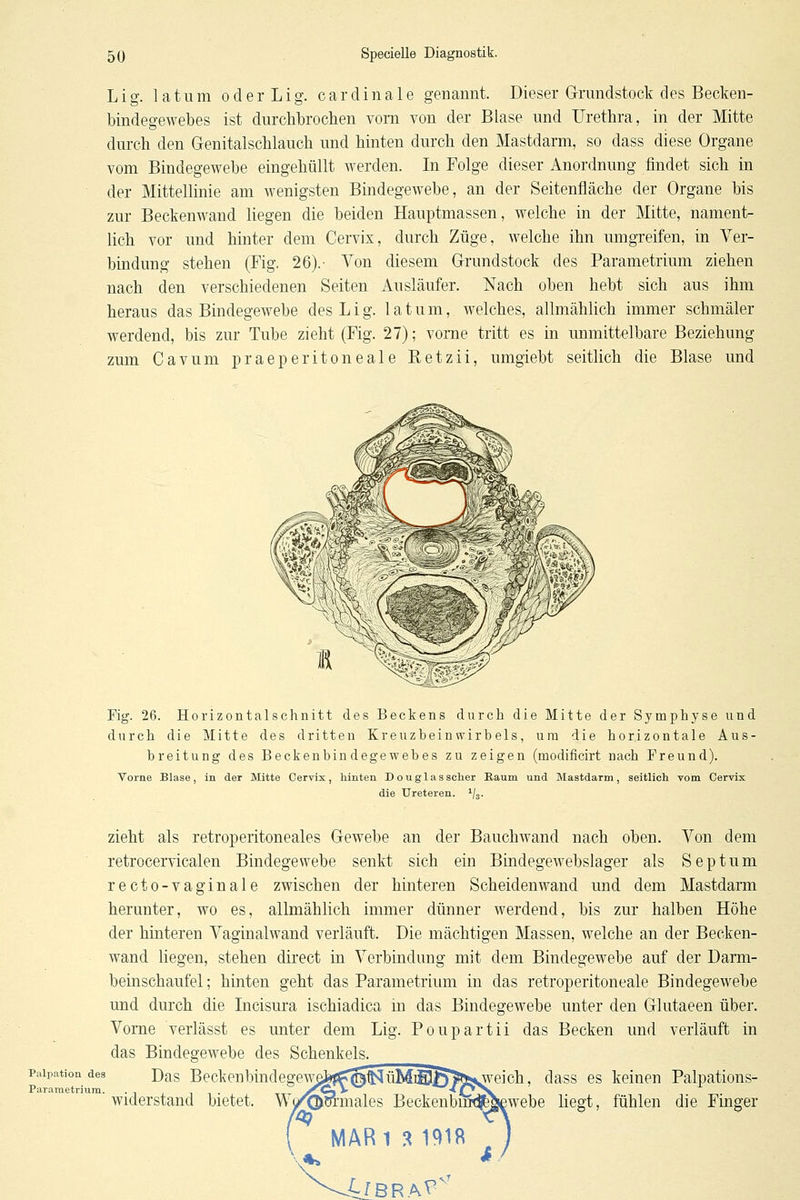 Lig. latum oder Lig. cardinale genannt. Dieser Grundstock des Becken- bindegewebes ist durchbrochen vorn von der Blase und Urethra, in der Mitte durch den Genitalschlauch und hinten durch den Mastdarm, so dass diese Organe vom Bindegewebe eingehüllt werden. In Folge dieser Anordnung findet sich in der Mittellinie am wenigsten Bindegewebe, an der Seitenfläche der Organe bis zur Beckenwand liegen die beiden Hauptmassen, welche in der Mitte, nament- lich vor und hinter dem Cervix, durch Züge, welche ihn umgreifen, in Ver- bindung stehen (Fig. 26).' Von diesem Grundstock des Parametrium ziehen nach den verschiedenen Seiten Ausläufer. Nach oben hebt sich aus ihm heraus das Bindegewebe des Lig. latum, welches, allmählich immer schmäler werdend, bis zur Tube zieht (Fig. 27); vorne tritt es in unmittelbare Beziehung zum Cavum praeperitoneale Eetzii, umgiebt seitlich die Blase und Fig. 26. Horizontalschnitt des Beckens durch die Mitte der Symphyse und durch die Mitte des dritten Kreuzbein wirbeis, ura die horizontale Aus- breitung des Beckenbindegewebes zu zeigen (modificirt nach Freund). Vorne Blase, in der Mitte Cervix, Mnten D ouglas scher Eaum und Mastdarm, seitlich vom Cervix die Ureteren. ^j^. Pulpatiott des Parametrium. zieht als retroperitoneales Gewebe an der Bauchwand nach oben. Von dem retrocervicalen Bindegewebe senkt sich ein Bindegewebslager als Septum recto-vaginale zwischen der hinteren Scheiden wand und dem Mastdarm herunter, wo es, allmählich immer dünner werdend, bis zur halben Höhe der hinteren Vaginalwand verläuft. Die mächtigen Massen, welche an der Becken- wand liegen, stehen direct in Verbindung mit dem Bindegewebe auf der Darm- beinschaufel ; hinten geht das Parametrium in das retroperitoneale Bindegewebe und durch die Licisura ischiadica m das Bindegewebe unter den Glutaeen über. Vorne verlässt es unter dem Lig. Poupartii das Becken und verläuft in das Bindegewebe des Schenkels. Das BeckenbindeffewabisP^f^ü5^BK>**.weich, dass es keinen Palpations- widerstand bietet. Beckenbuw^giewebe liegt, fühlen die Finger