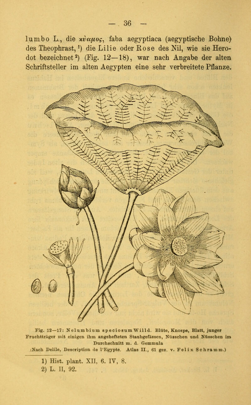 lumbo L., die xvafiog^ faba aegyptiaca (aegyptische Bohne) des Theophrast, ^) die Lilie oder Rose des Nil, wie sie Hero- dot bezeichnet 2) (Fig. 12—18), war nach Angabe der alten Schriftsteller im alten Aegypten eine sehr verbreitete Pflanze. Fig. 12—17: Nelumbium speciosum Willd. Blüte, Knospe, Blatt, junger Fruchtträger mit einigen ihm angehefteten Staubgefäseen, Nüsschen und NüBschen im Durchschnitt m. d. Gemmula (Nach Delile, Description de TEgypte. Atlas II., 61 gez. v. Felix Schramm.) 1) Hist. plant. XII, 6. IV, 8. 2) L. II, 92.