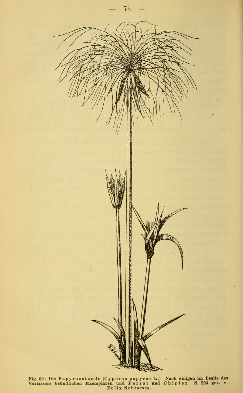 Fig. 62: iJie Papy ru BBt aude (Cyperua papyrus L.) Nach einigea im Besitz de» VerfaBBeiB befindlichen Exemplaren und Perrot und C h i p i e z. S. 523 gez. v. Felix Schramm.