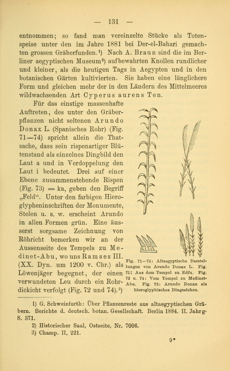 entnommen; so fand man vereinzelte Stücke als Toten- speise unter den im Jahre 1881 bei Der-el-Bahari gemach- ten grossen Gräberfunden.^) Nach A. Braun sind die im Ber- liner aegyptischen Museum^) aufbewahrten Knollen rundlicher und kleiner, als die heutigen Tags in Aegypten und in den botanischen Gärten kultivierten. Sie haben eine länglichere Form und gleichen mehr der in den Ländern des Mittelmeeres wildwachsenden Art Cyperus aureus Ten. Für das einstige massenhafte Auftreten, des unter den Gräber- pflanzen nicht seltenen Arundo DonaxL. (Spanisches Rohr) (Fig. 71—74) spricht allein die That- sache, dass sein rispenartiger Blü- tenstand als einzelnes Dingbild den Laut a und in Yerdoppelung den Laut i bedeutet. Drei auf einer Ebene zusammenstehende Rispen (Fig. 73) = ka, geben den Begriff „Feld^'. Unter den farbigen Hiero- glypheninschriften der Monumente, Stelen u. s. w. erscheint Arundo in allen Formen grün. Eine äus- serst sorgsame Zeichnung von Röhricht bemerken wir an der Aussenseite des Tempels zu Me- dinet-Abu, wo uns Ramses III. /-srsr T\ lonrv nu \ i ^^^' 71—74: Altaegyptische Darstel- (XX. Dyn. um 1200 V. Chr.) als lungon von Arundo DoBax L. Fig. Löwenjäger begegnet, der einen ^i: Aus dem Tempei zu Edfu. Fig. -, . -r , , . -r» 1 72 u. 74: Vom Tempel zu Medinet- verwundeten Leu durch em Rohr- ^^^^ j^jg 73^ ^.^^^^ Dona:^ au dickicht verfolgt (Fig. 72 und 74).^) hieroglyphisches Dingzeichen. 1) G. Schweinfurth: Über Pflauzenreste aus altaegyptischen Grä- bern. Berichte d. deutsch, botan. Gesellschaft. Berlin 1884. II. Jahrg« S. 371. 2) Historischer Saal, Ostseite, Nr. 7006. 3) Champ. II, 221.