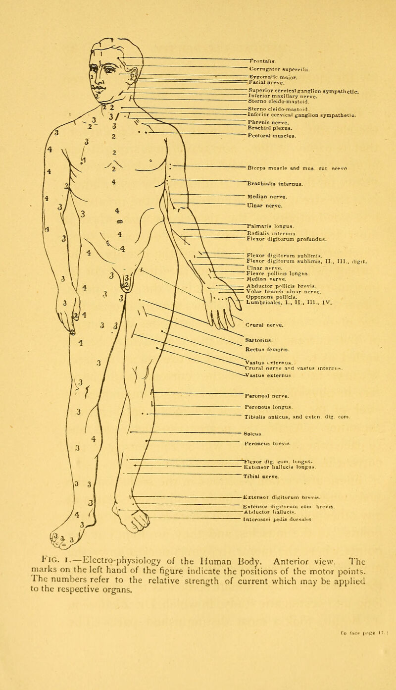 tafig Corrng.itnr supemTu. Eyeomatic major. Facial nor\'e. Superior cervical canclion sympathetic Inferior maxillary nerve. Sterno cleido-maatoid. Sternocleido-ma3t..iri. nferior cervical gangliOD sympathetic. ccp3 mnscle and mus cut Palmaris Radialis internus. Flexor digitorum profundas. Flexor digitorum sublimit. Flexor digitorum sublimis, II., Ulnar nrrve. Flexor polliria longns. Median nerve. Abductor pollicis hrevis. Volar branch ulnir nerve. Oppcncna pollicis. Lumbricales, I., II.. 111., IV. Peroneal nerve. Peroncus longu.'». Tibialis anticus, and etli.n. dig com. bductor liaJIuci.'.. 'iG. I.—ElectrQ-phy.siology of the Human Body. Anterior view. The marks on the left hand of the figure indicate the positions of the motor points. The numbers refer to the relative strength of current which may be applied to the respective organs.