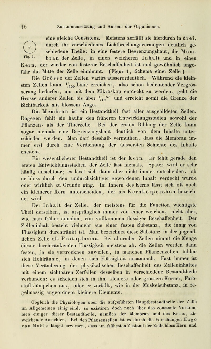 eine gleiche Consistenz. Meistens zerfällt sie hierdurch in drei, durch ihr verschiedenes Lichtbrechungsvermögen deutlich ge- schiedene Theile: in eine festere Begrenzungshaut, die Mem- ^'^' ^ bran der Zelle, in einen weicheren Inhalt und in einen Kern, der wieder von festerer Beschaffenheit ist und gewöhnlich unge- fähr die Mitte der Zelle einnimmt. (Figur 1, Schema einer Zelle.) Die Grösse der Zellen variirt ausserordentlich. Während die klein- sten Zellen kaum ^/^qq Linie erreichen, also schon bedeutender Vergrös- serung bedürfen, um mit dem Mikroskop entdeckt zu werden, geht die Grösse anderer Zellen bis über Vio' ^^^^ erreicht somit die Grenze der Sichtbarkeit mit blossem Auge. Die Membran ist ein Bestandtheil fast aller ausgebildeten Zellen. Dagegen fehlt sie häufig den früheren Entwicklungsstadien sowohl der Pflanzen- als der Thierzelle. Bei der ersten Bildung der Zelle kann sogar niemals eine Begrenzungshaut deutlich von dem Inhalte unter- schieden werden. Man darf desshalb vermuthen , dass die Membran im- mer erst durch eine Verdichtung der äussersten Schichte des Inhalts entsteht. Ein wesentlicherer Bestandtheil ist der Kern. Er fehlt gerade den ersten Entwicklungsstadien der Zelle fast niemals. Später wird er sehr häufig unsichtbar; es lässt sich dann aber nicht immer entscheiden, ob er bloss durch den undurchsichtiger gewordenen Inhalt verdeckt wurde oder wirklich zu Grunde ging. Im Innern des Kerns lässt sich oft noch ein kleinerer Kern unterscheiden, der als K e r n k ö rp e r c h e n bezeich- net wird. Der Inhalt der Zelle, der meistens für die Function wichtigste Theil derselben, ist ursprünglich immer von einer weichen, nicht aber, wie man früher annahm, von vollkommen flüssiger Beschaffenheit. Der Zelleninhalt besteht vielmehr aus einer festen Substanz, die innig von Flüssigkeit durchtränkt ist. Man bezeichnet diese Substanz in der jugend- lichen Zelle als Protoplasma. Bei alternden Zellen nimmt die Menge dieser durchtränkenden Flüssigkeit meistens ab, die Zellen werden dann fester, ja sie vertrocknen zuweilen, in manchen Pflanzenzellen bilden sich Hohlräume, in denen sich Flüssigkeit ansammelt. Fast immer ist diese Veränderung der physikalischen Beschaffenheit des Zelleninhaltes mit einem sichtbaren Zerfallen desselben in verschiedene Bestandtheile verbunden: es scheiden sich in ihm kleinere oder grössere Körner, Farb- stoffklümpchen aus, oder er zerfällt, wie in der Muskelsubstanz, in re- gelmässig angeordnete kleinere Elemente. Obgleich die Physiologen über die aufgeführten Hauptbestandtheile der Zelle im Allgemeinen einig sind, so existiren doch noch über das constante Vorkom- men einiger dieser Bestandtheile, nämlich der Membran und des Kerns, ab- weichende Ansichten. Bei den Pflanzenzellen ist es durch die Forschungen Hugo von Mo hl'8 längst erwiesen, dass im frühesten Zustand der Zelle bloss Kern und