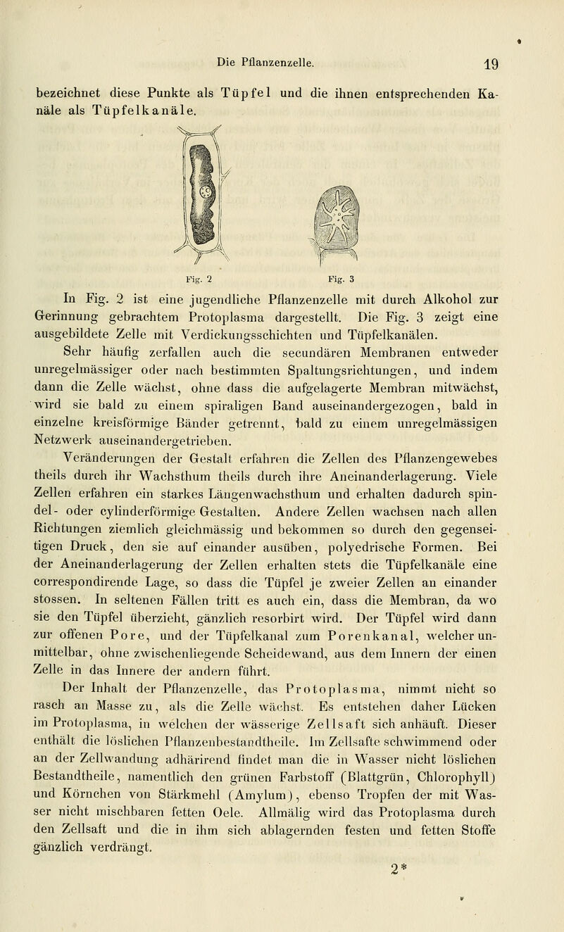 bezeichnet diese Punkte als Tüpfel und die ihnen entsprechenden Ka- näle als Tüpfelkanäle. Fig. 2 Fig. 3 In Fig. 2 ist eine jugendliche Pflanzeuzelle mit durch Alkohol zur Gerinnung gebrachtem Protoplasma dargestellt. Die Fig. 3 zeigt eine ausgebildete Zelle mit Verdickungsschichten und Tüpfelkanälen. Sehr häufig zerfallen auch die secundären Membranen entweder unregelmässiger oder nach bestimmten Spaltungsrichtungen, und indem dann die Zelle M'ächst, ohne dass die aufgelagerte Membran mitwächst, wird sie bald zu einem spiraligen Band auseinandergezogen, bald in einzelne kreisförmige Bänder getrennt, bald zu einem unregelmässigen Netzwerk auseinandergetrieben. Veränderungen der Gestalt erfahren die Zellen des Pflanzengewebes theils durch ihr Wachsthum theils durch ihre Aneinanderlagerung. Viele Zellen erfahren ein starkes Längenwachsthum und erhalten dadurch Spin- del- oder cylinderförmige Gestalten. Andere Zellen wachsen nach allen Richtungen ziemlich gleichmässig und bekommen so durch den gegensei- tigen Druck, den sie auf einander ausüben, polyedrische Formen. Bei der Aneinanderlagerung der Zellen erhalten stets die Tüpfelkanäle eine correspondirende Lage, so dass die Tüpfel je zweier Zellen an einander stossen. In seltenen Fällen tritt es auch ein, dass die Membran, da wo sie den Tüpfel überzieht, gänzlich resorbirt wird. Der Tüpfel wird dann zur offenen Pore, und der Tüpfelkanal zum Porenkanal, welcher un- mittelbar, ohne zwischenliegende Scheidewand, aus dem Innern der einen Zelle in das Innere der andern führt. Der Inhalt der Pflanzenzelle, das Protoplasma, nimmt nicht so rasch an Masse zu, als die Zelle wächst. Es entstehen daher Lücken im Protoplasma, in welchen der wässerige Zellsaft sich anhäuft. Dieser enthält die löslichen Pflanzenbestandtheile. Im Zellsafte schwimmend oder an der Zellwandung adhärirend findet man die in Wasser nicht löslichen Bestandtheile, namentlich den grünen Farbstoff (Blattgrün, Chlorophyll) und Körnchen von Stärkmehl (Amylumj, ebenso Tropfen der mit Was- ser nicht mischbaren fetten Oele. Allmälig wird das Protoplasma durch den Zellsaft und die in ihm sich ablagernden festen und fetten Stoffe gänzlich verdrängt. 2*